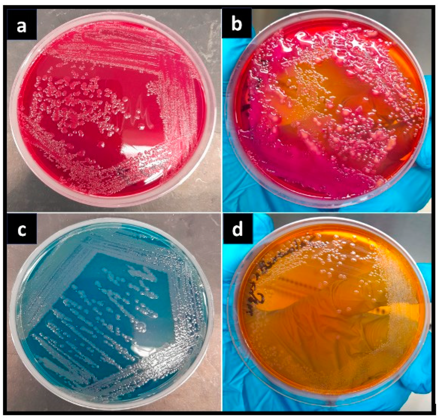 Pharmaceuticals 17 01546 g005