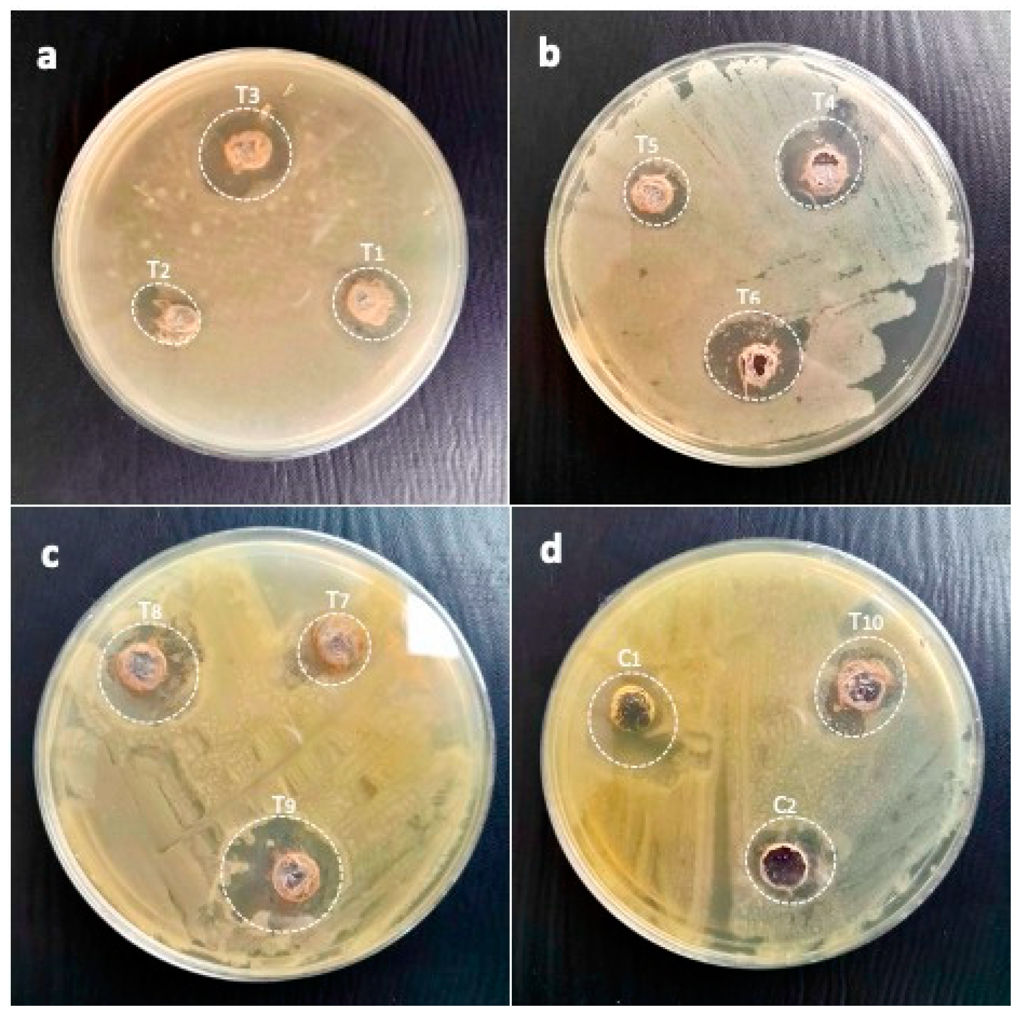 Pharmaceuticals 17 01546 g012