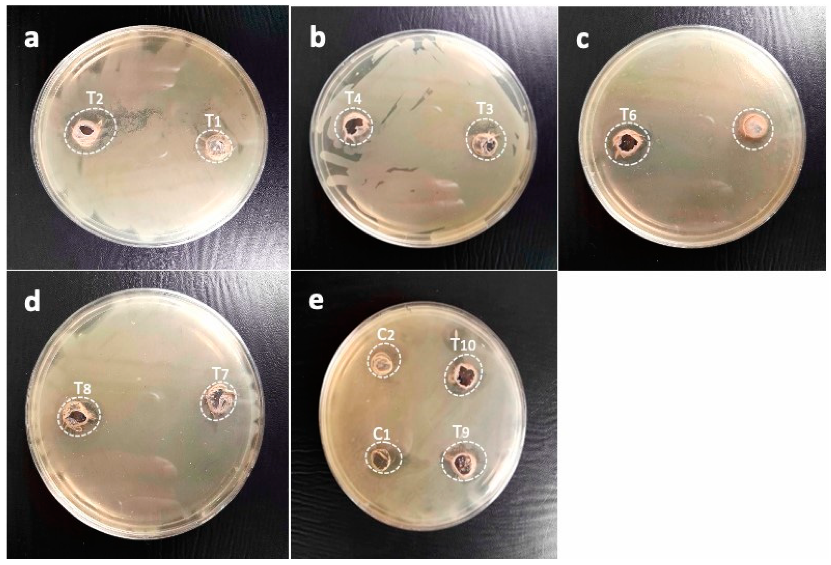 Pharmaceuticals 17 01546 g013