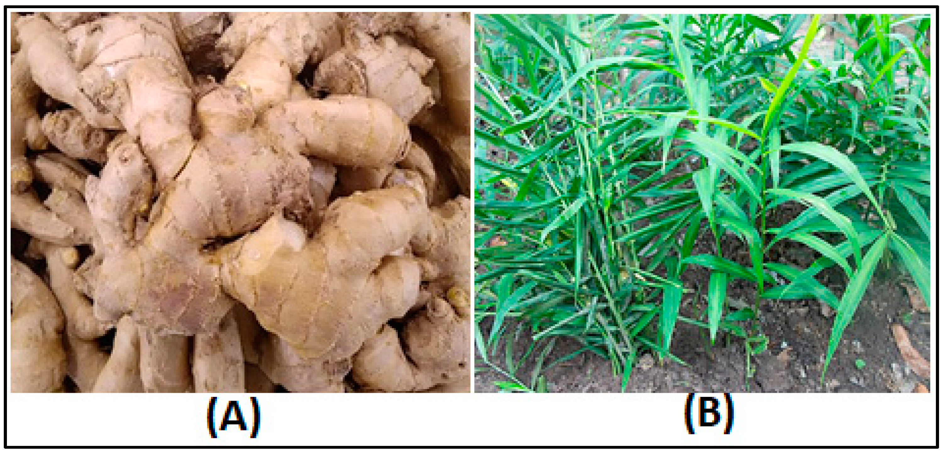 Pharmaceuticals 17 01551 g005 Pharmaceuticals 17 01551 g005