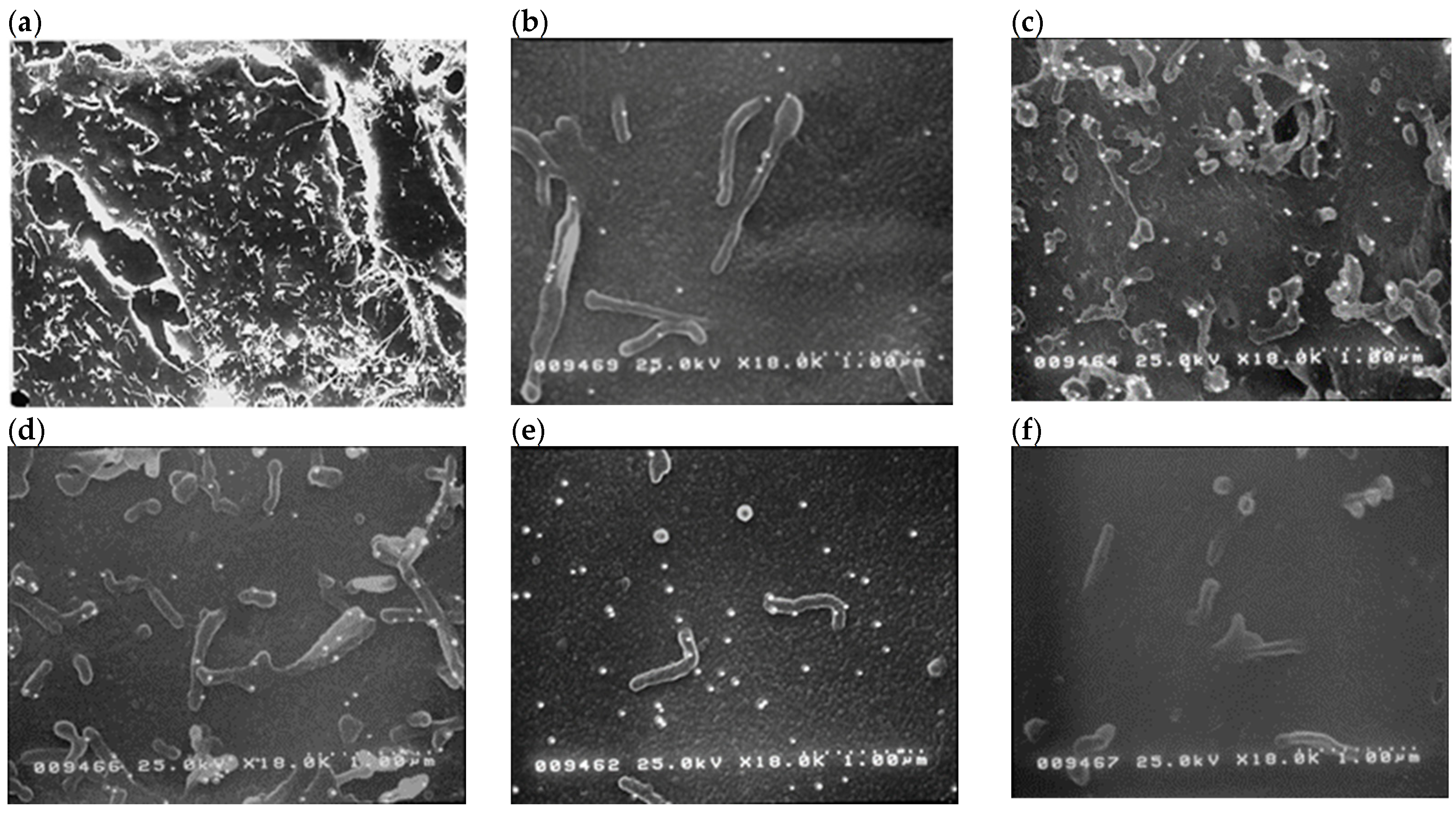 Pharmaceuticals 17 01554 g001
