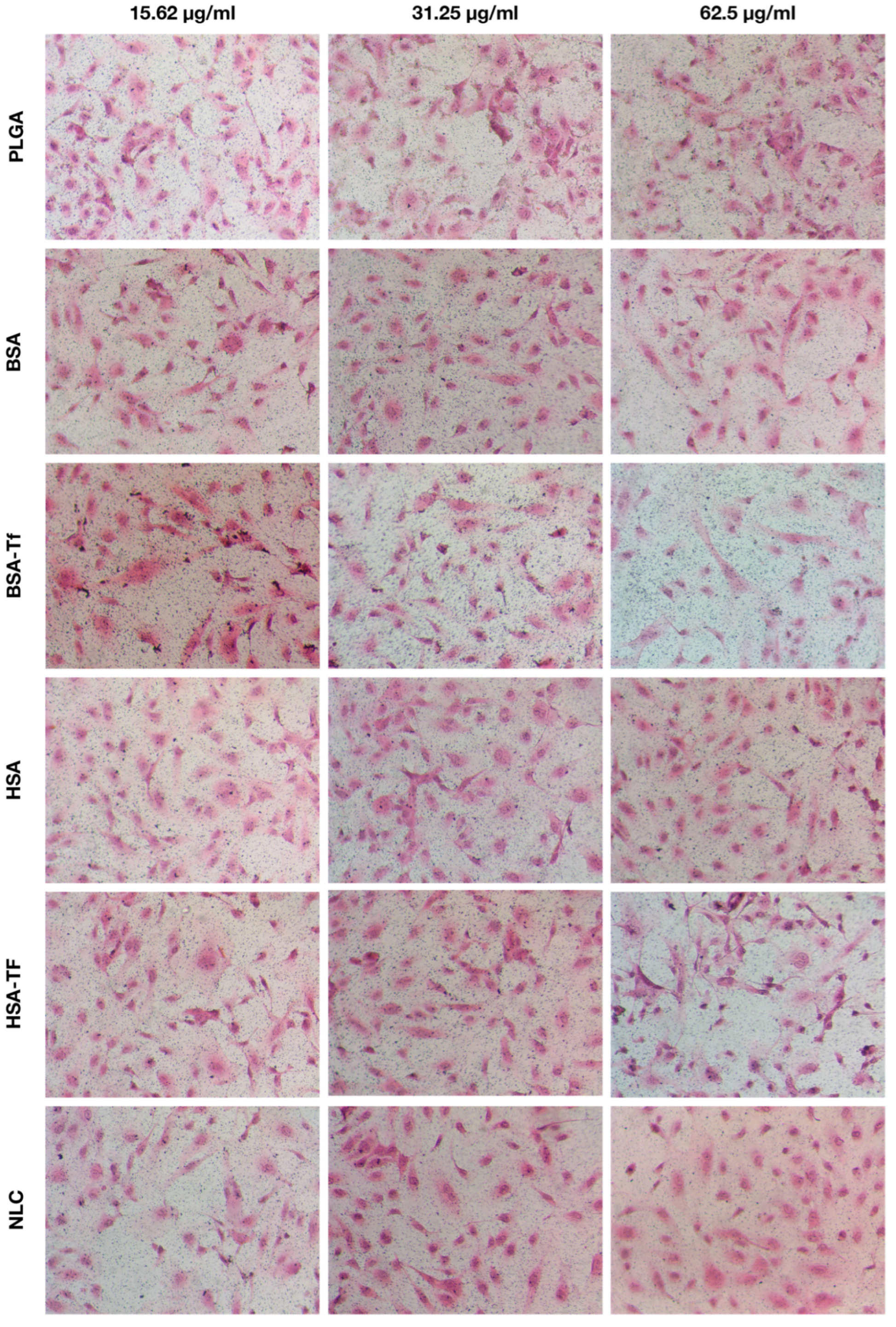 Pharmaceuticals 17 01567 g005
