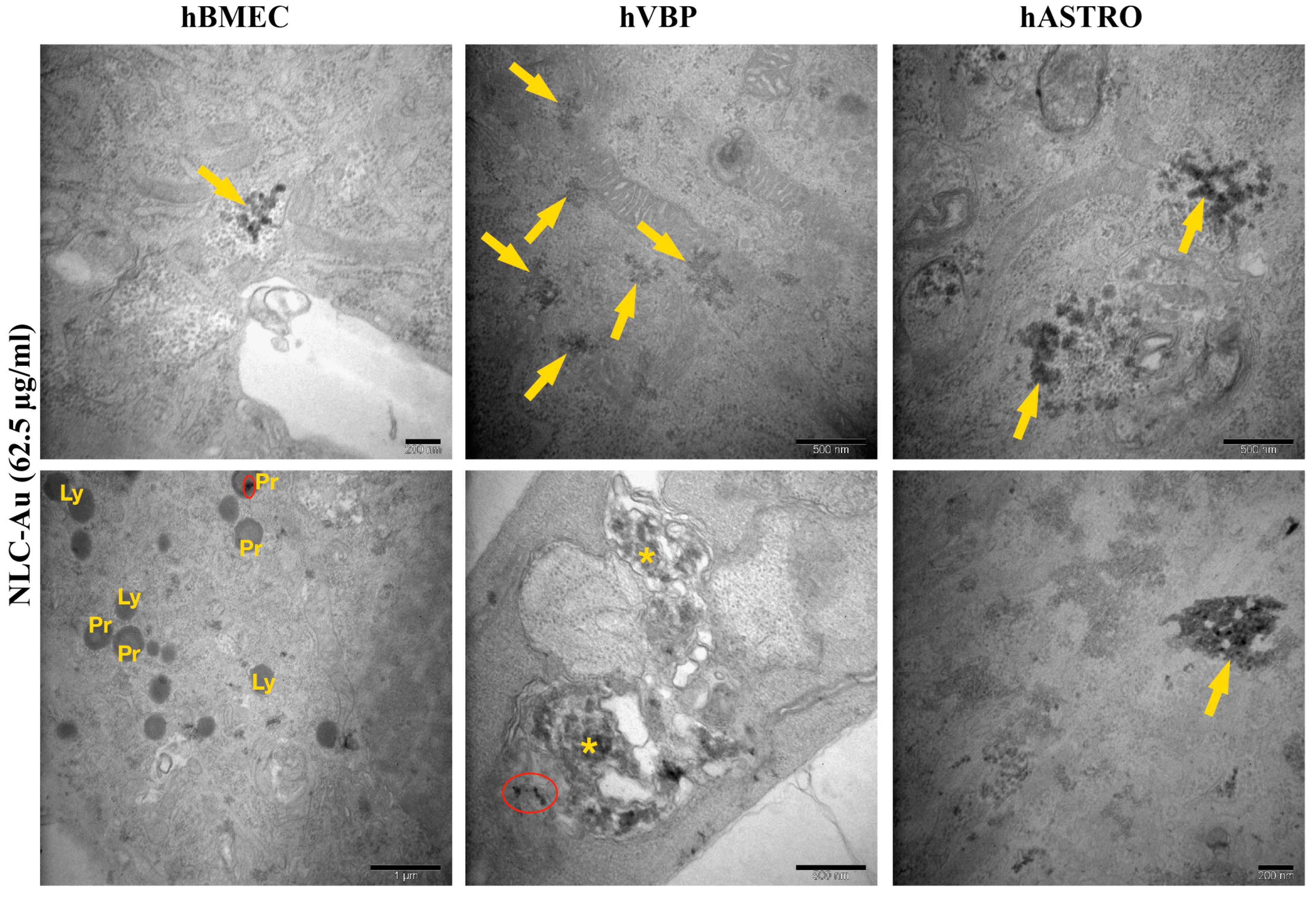 Pharmaceuticals 17 01567 g012
