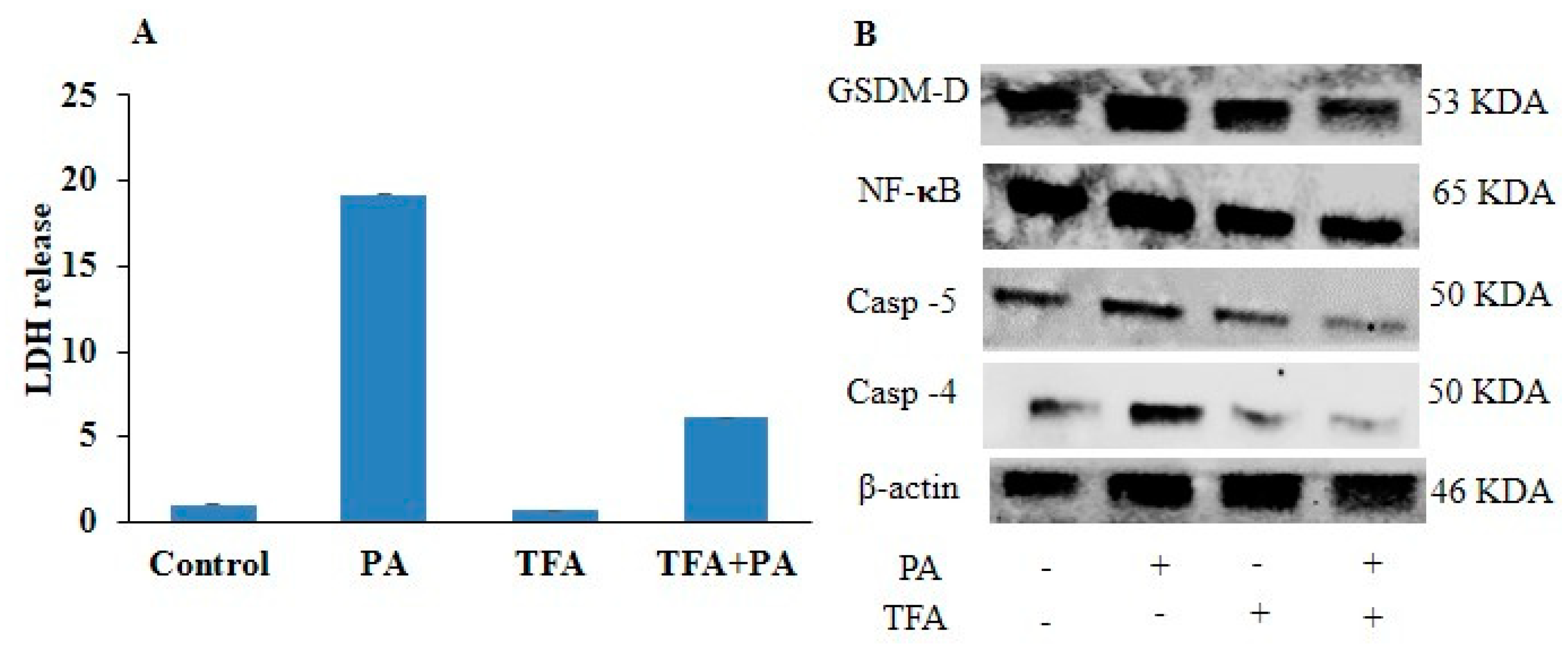 Pharmaceuticals 17 01568 g008a