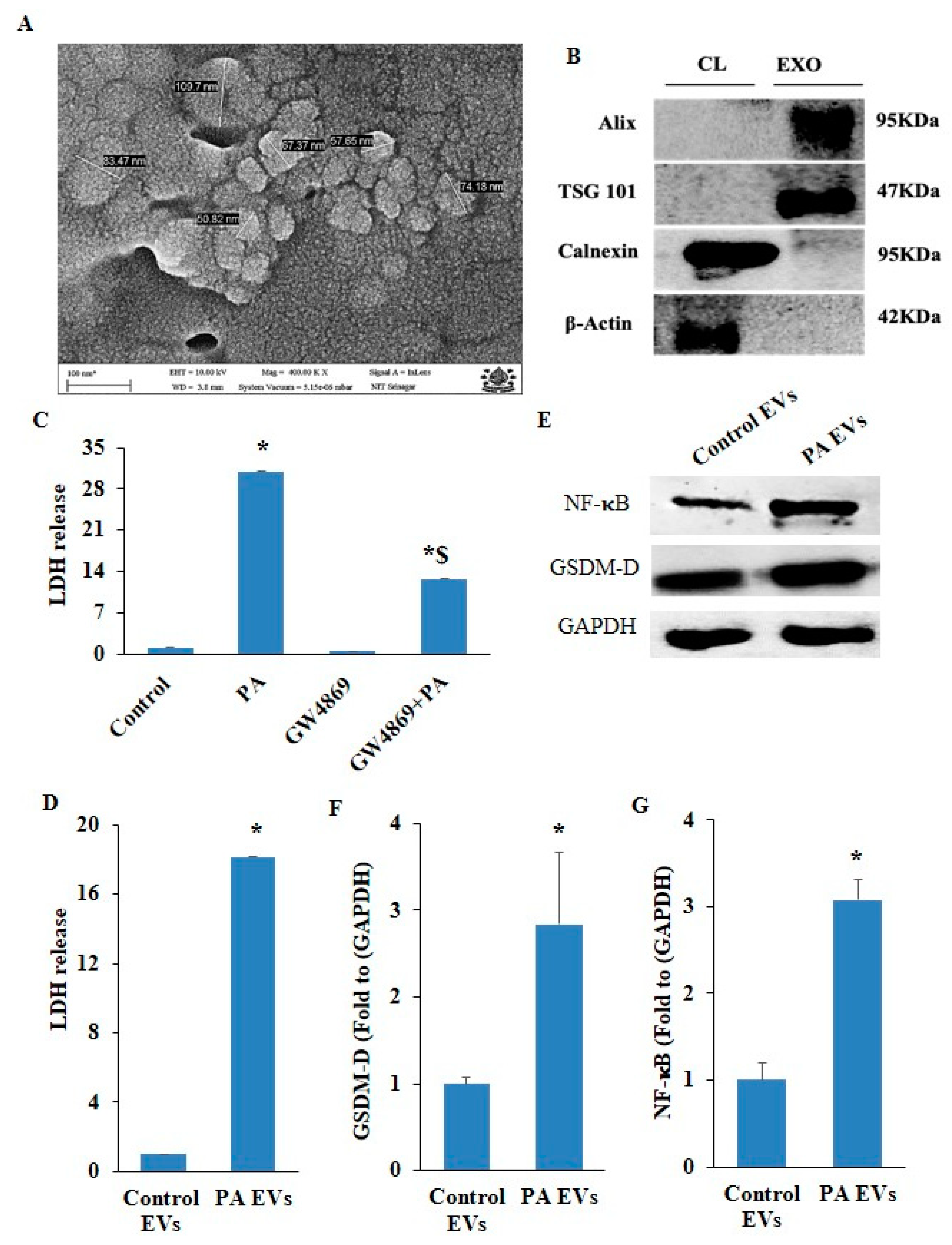 Pharmaceuticals 17 01568 g009