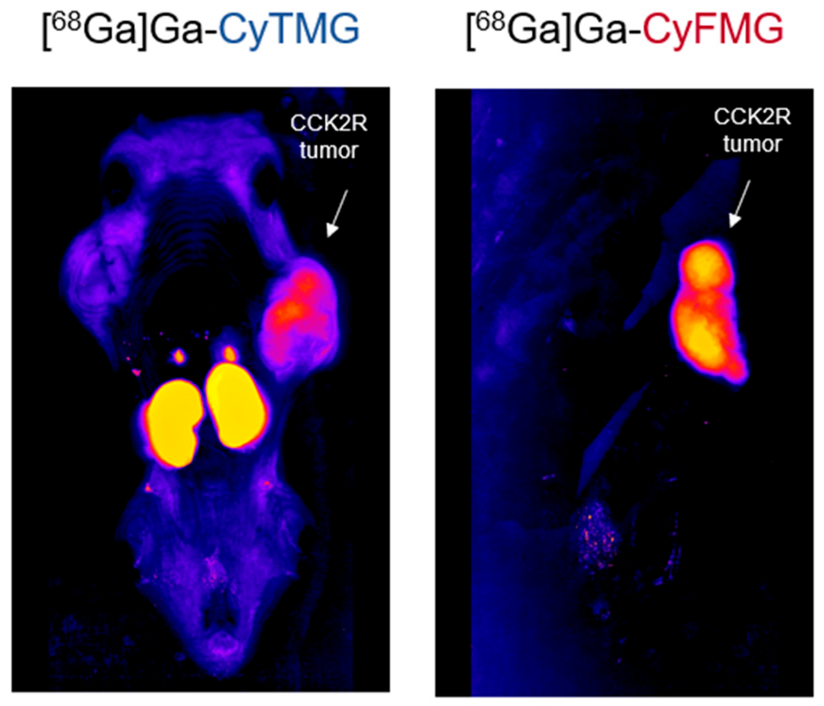 Pharmaceuticals 17 01569 g009