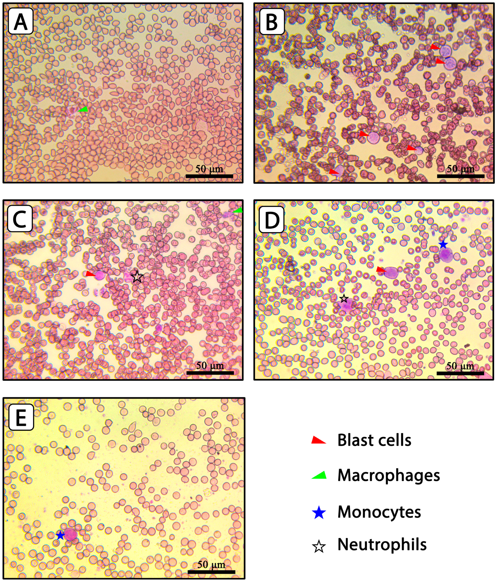 Pharmaceuticals 17 01572 g006