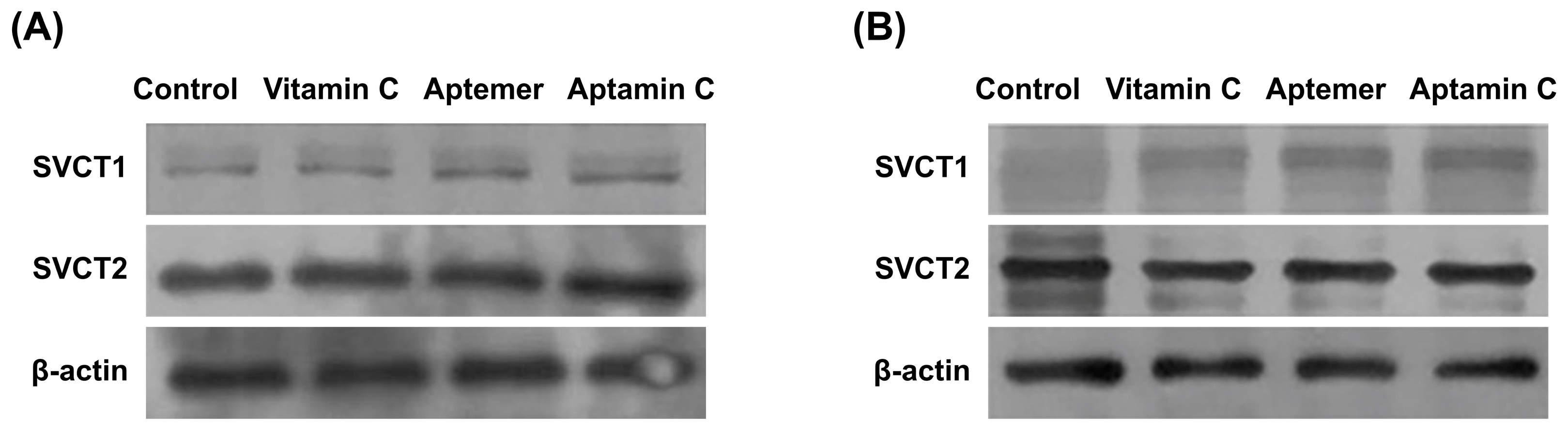 Pharmaceuticals 17 01577 g004
