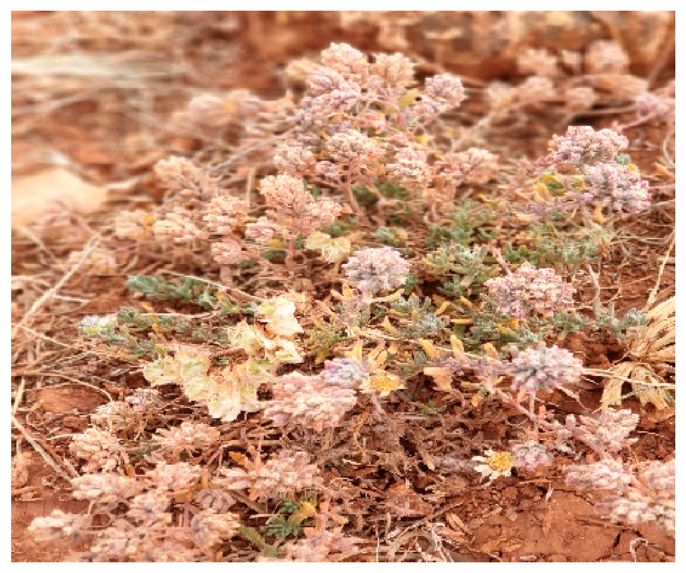 Pharmaceuticals 17 01578 g011