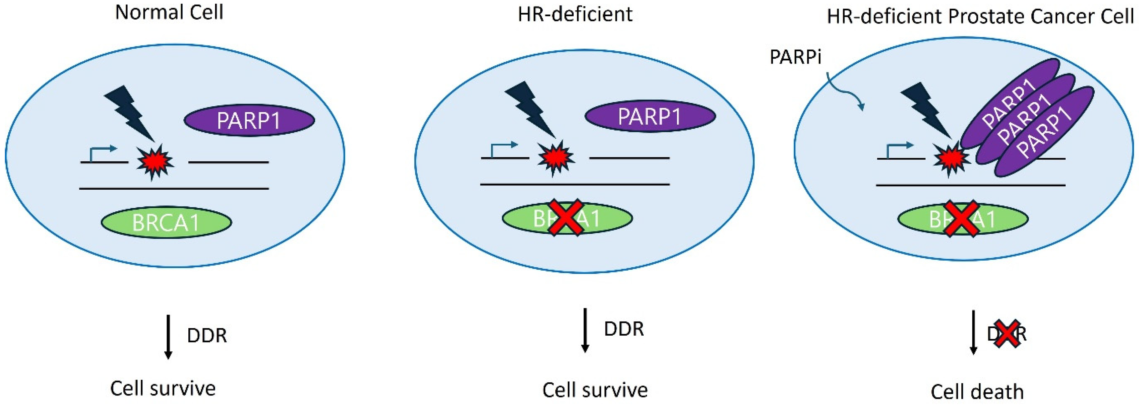 Pharmaceuticals 17 01589 g002