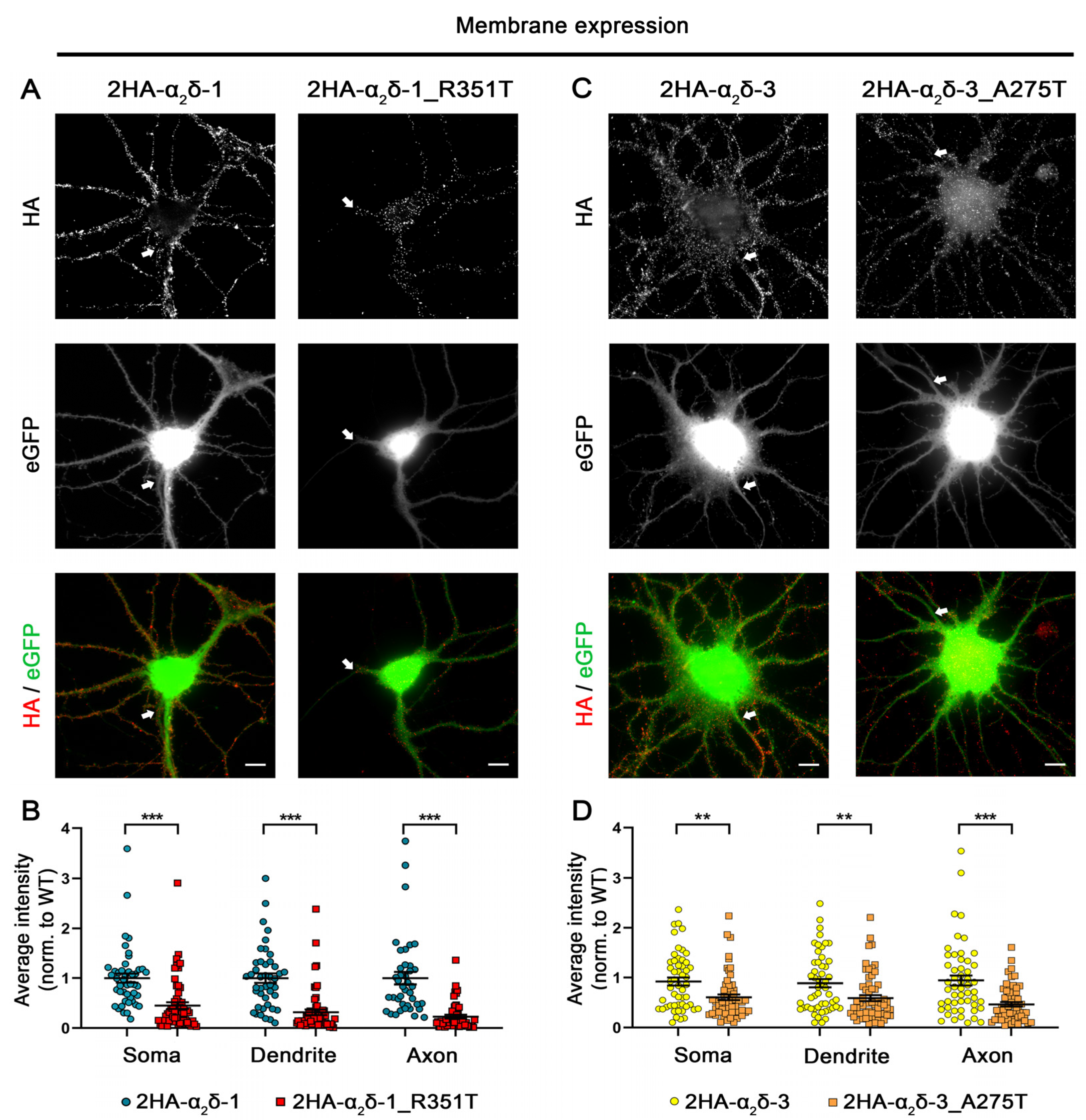 Pharmaceuticals 17 01608 g002 Pharmaceuticals 17 01608 g002