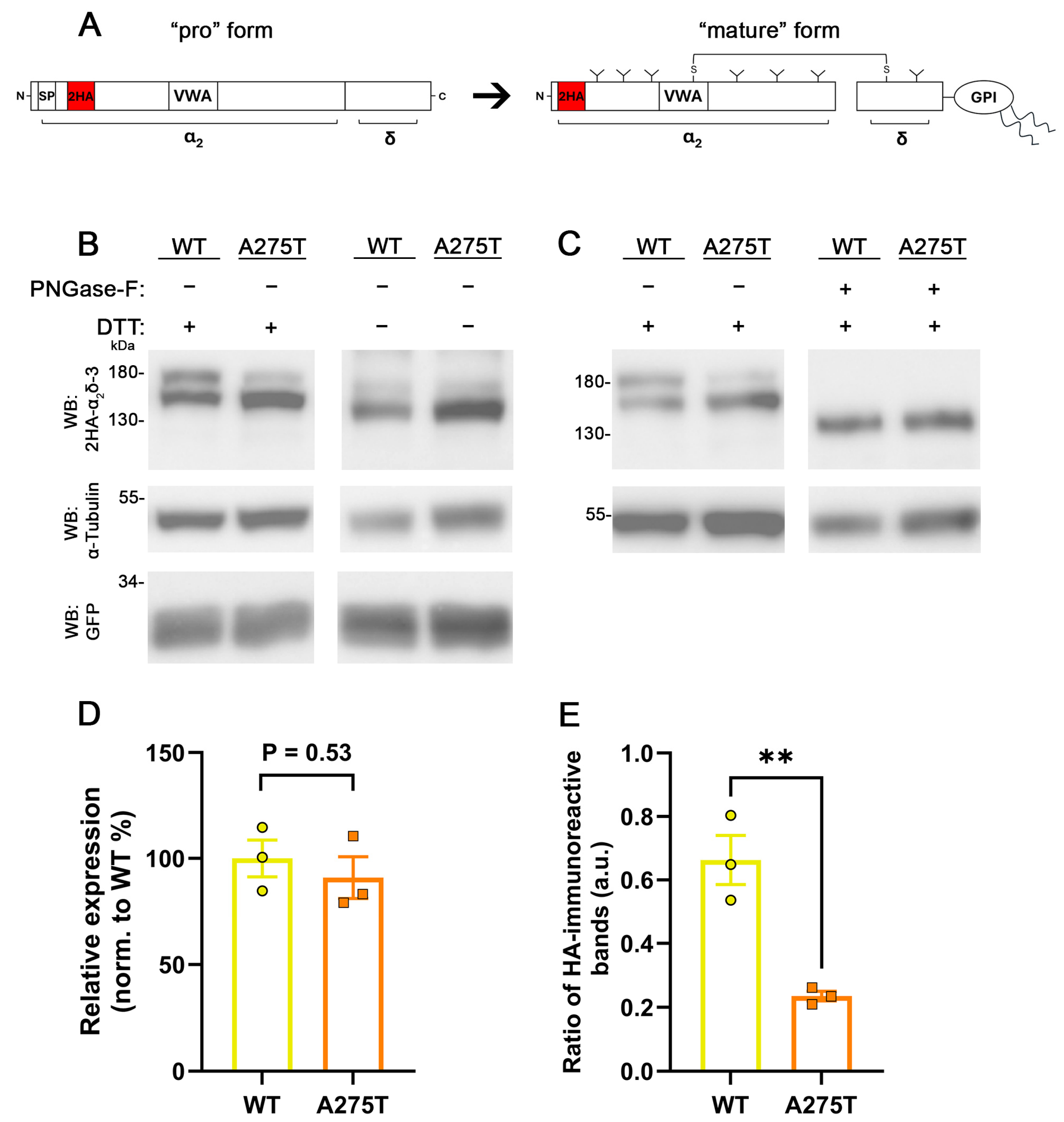 Pharmaceuticals 17 01608 g005 Pharmaceuticals 17 01608 g005
