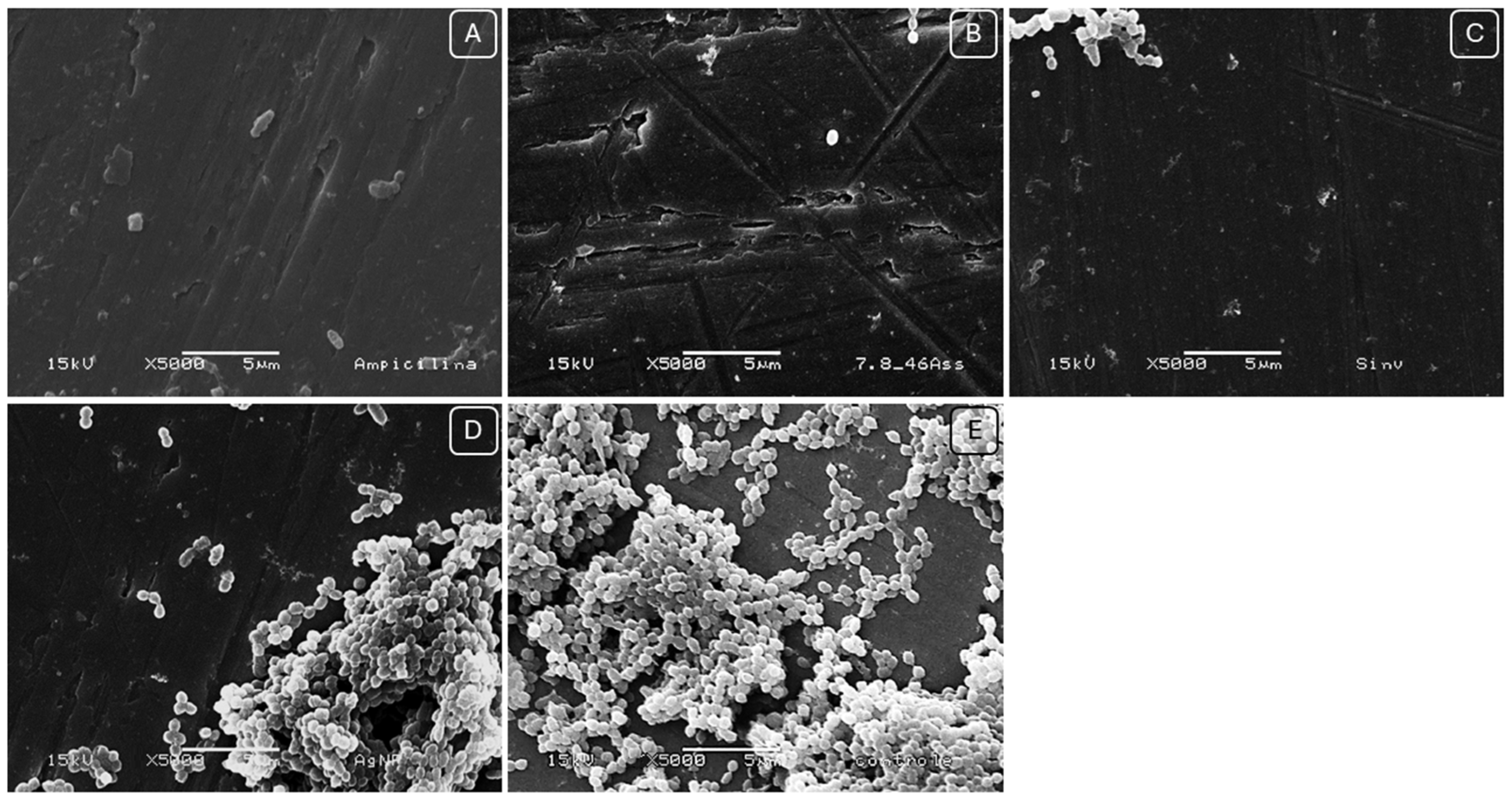 Pharmaceuticals 17 01612 g004