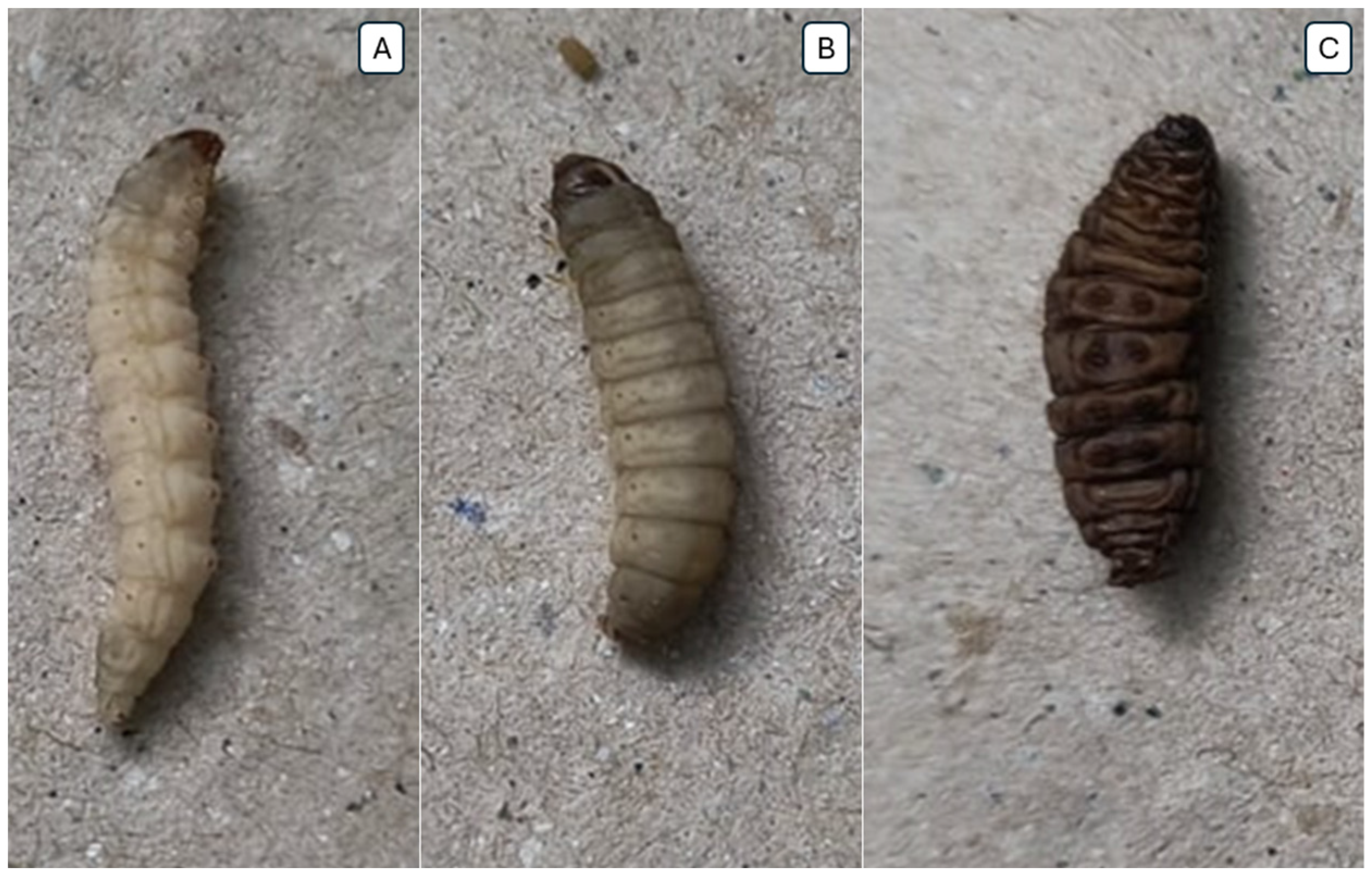 Pharmaceuticals 17 01612 g006