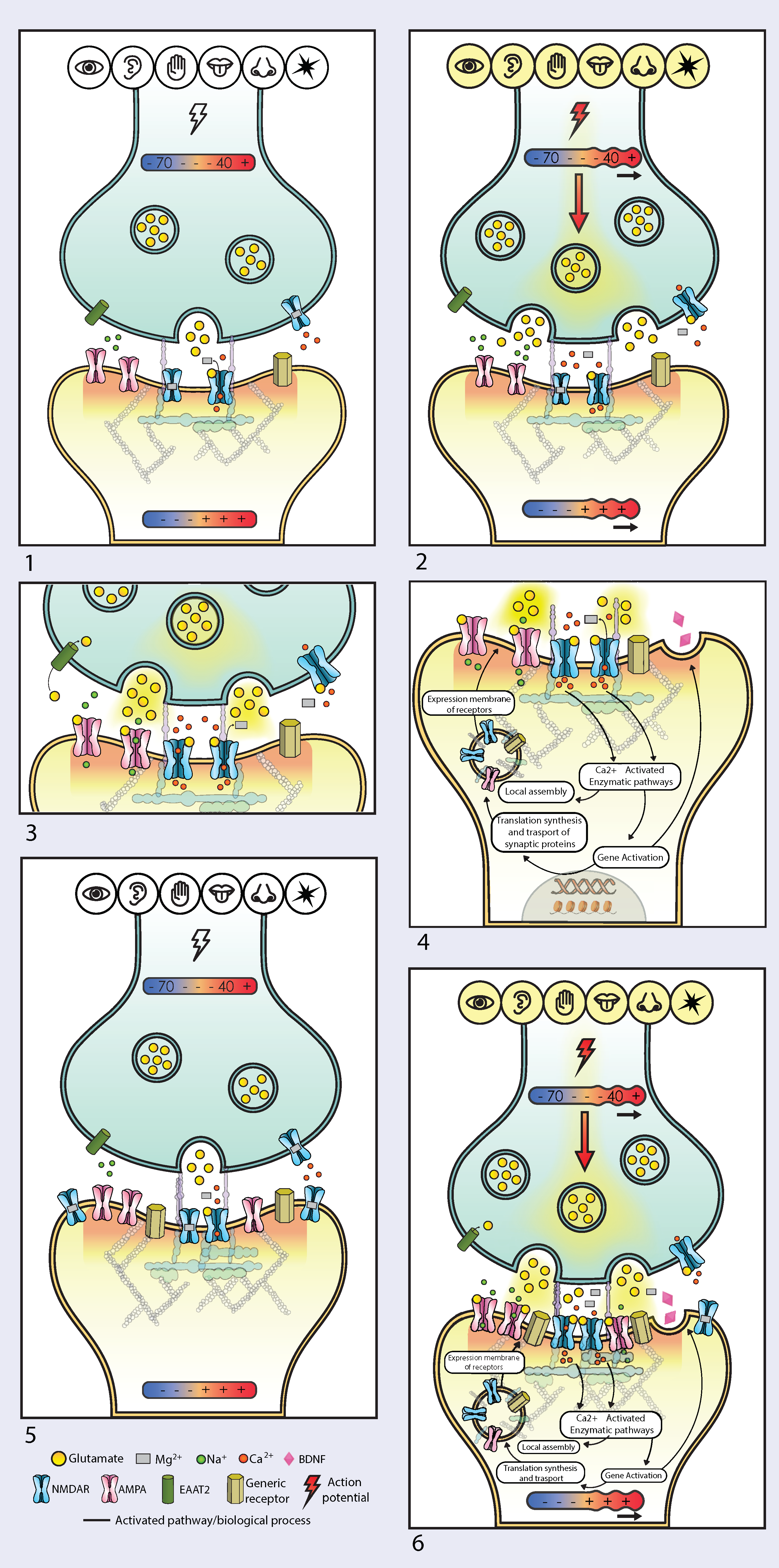 Pharmaceuticals 17 01618 g003