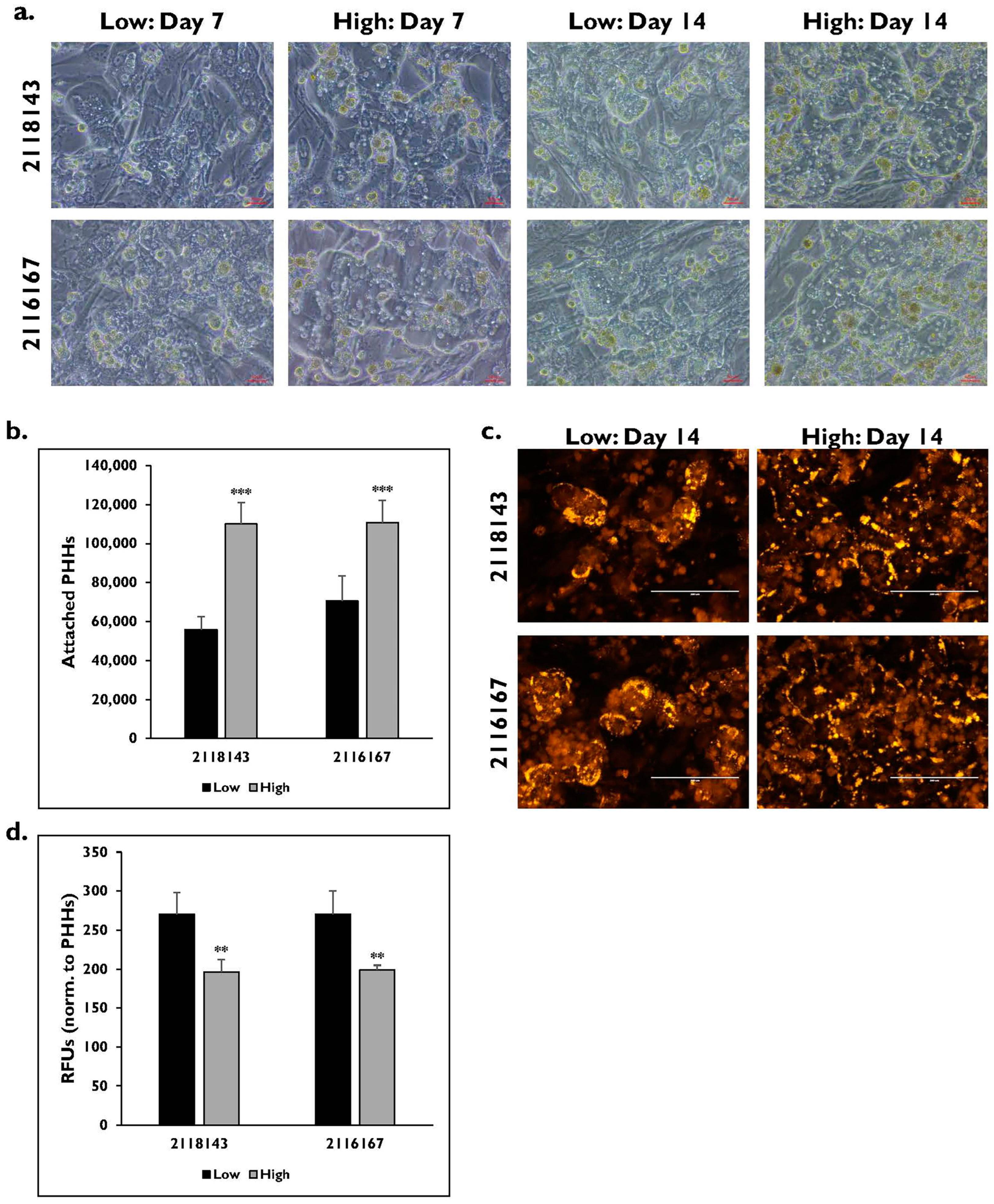 Pharmaceuticals 17 01624 g005