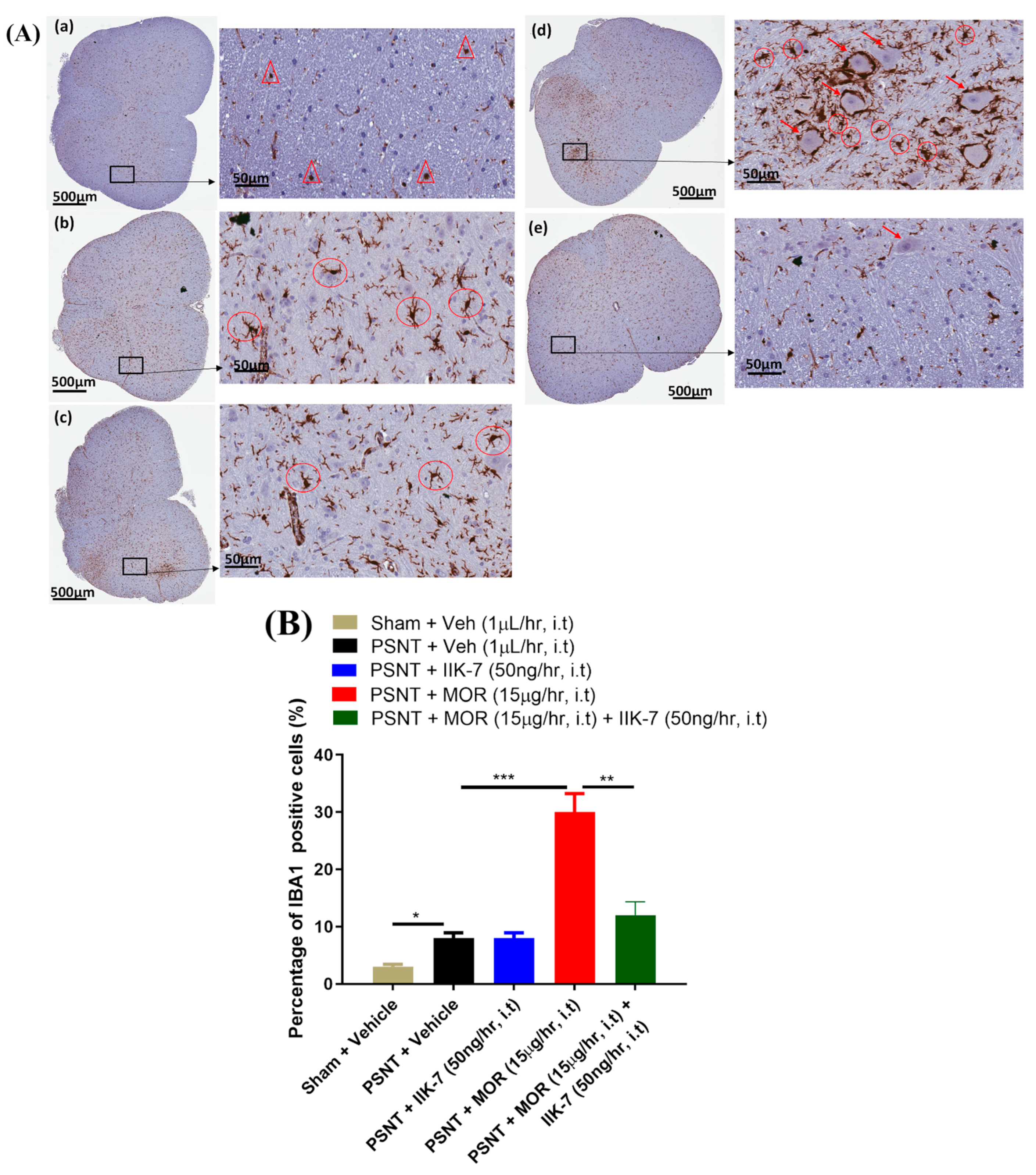 Pharmaceuticals 17 01638 g009