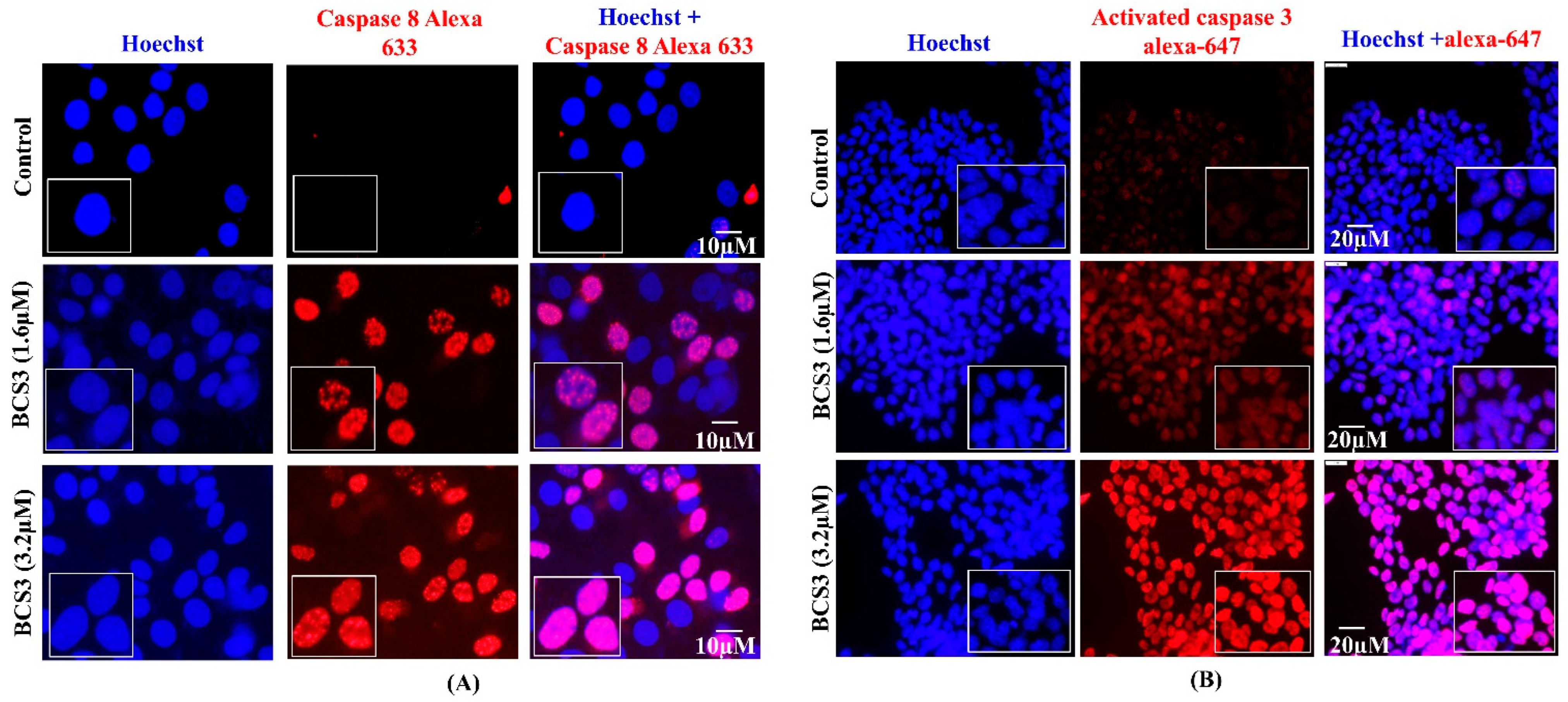 Pharmaceuticals 17 01645 g005