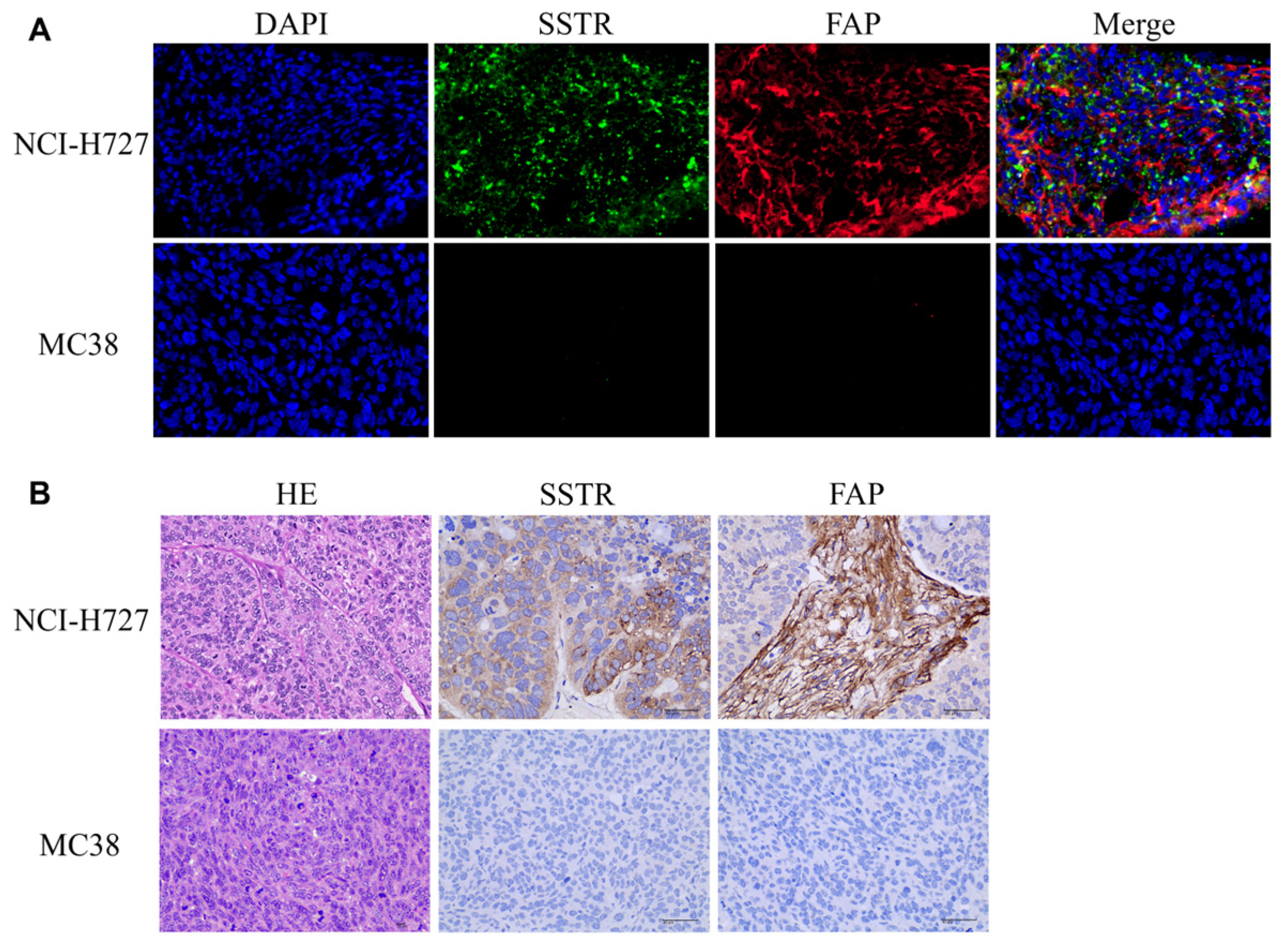 Pharmaceuticals 17 01647 g008