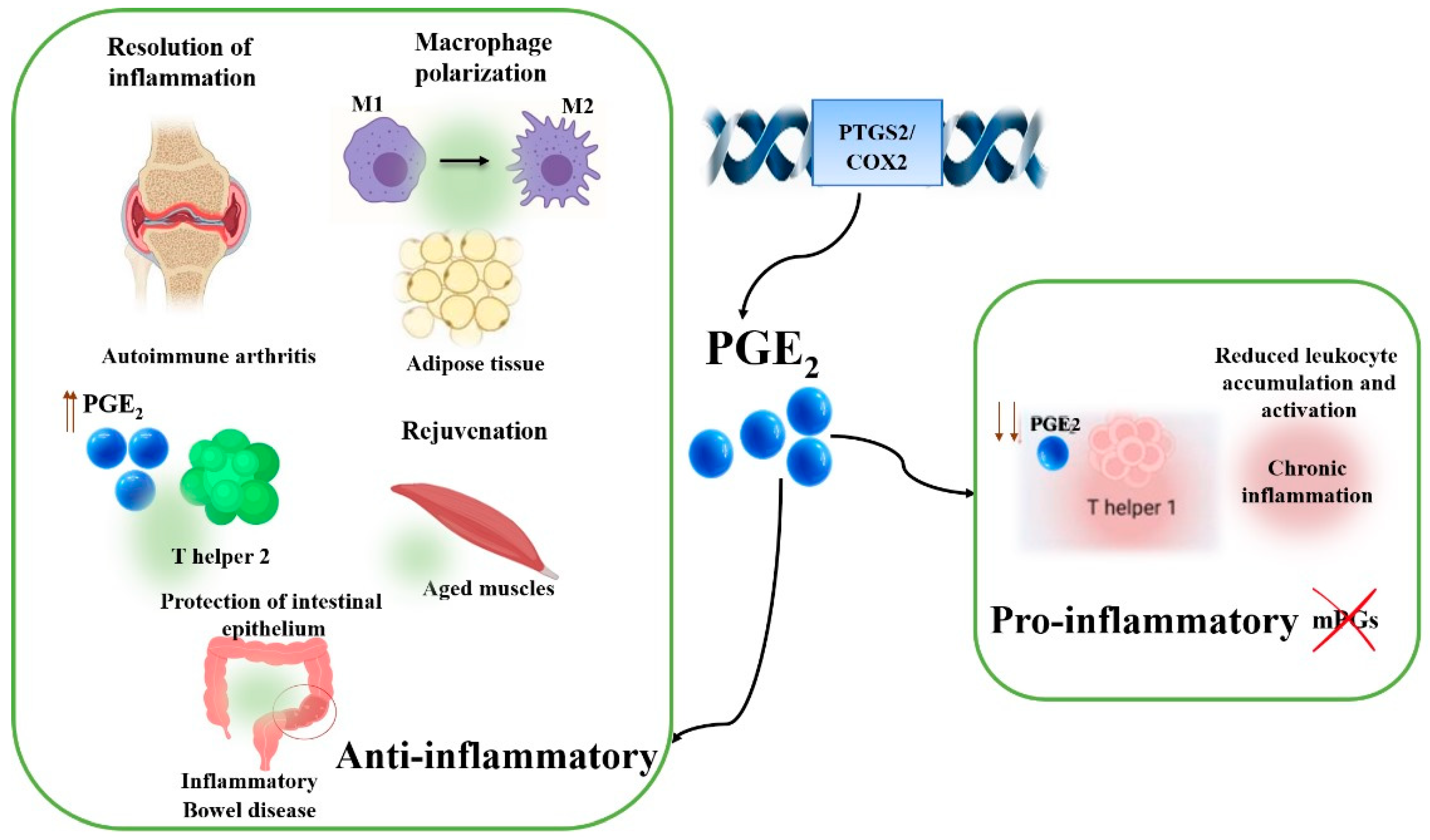 Pharmaceuticals 17 01652 g003 Pharmaceuticals 17 01652 g003