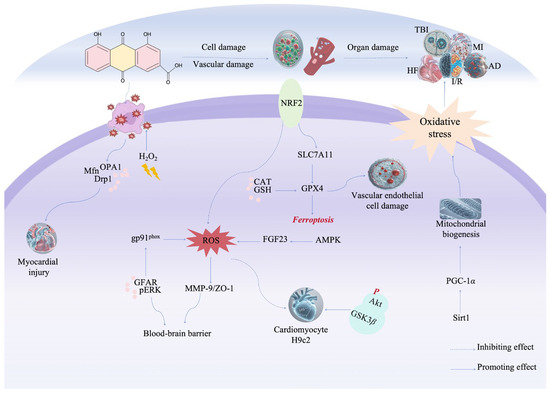 Rhein: An Updated Review Concerning Its Biological Activity Rhein: An Updated Review Concerning Its Biological Activity