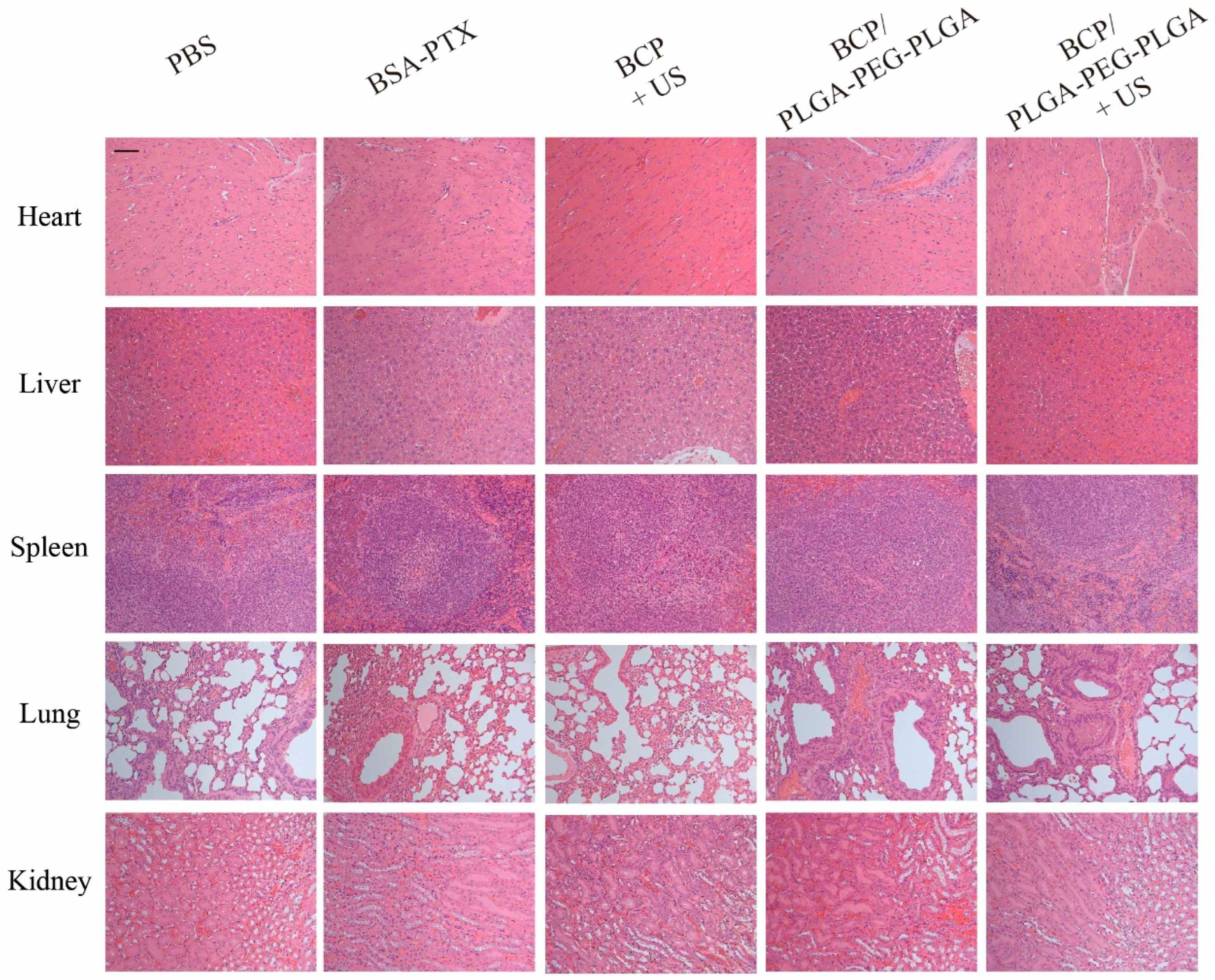 Pharmaceuticals 17 01666 g0a7