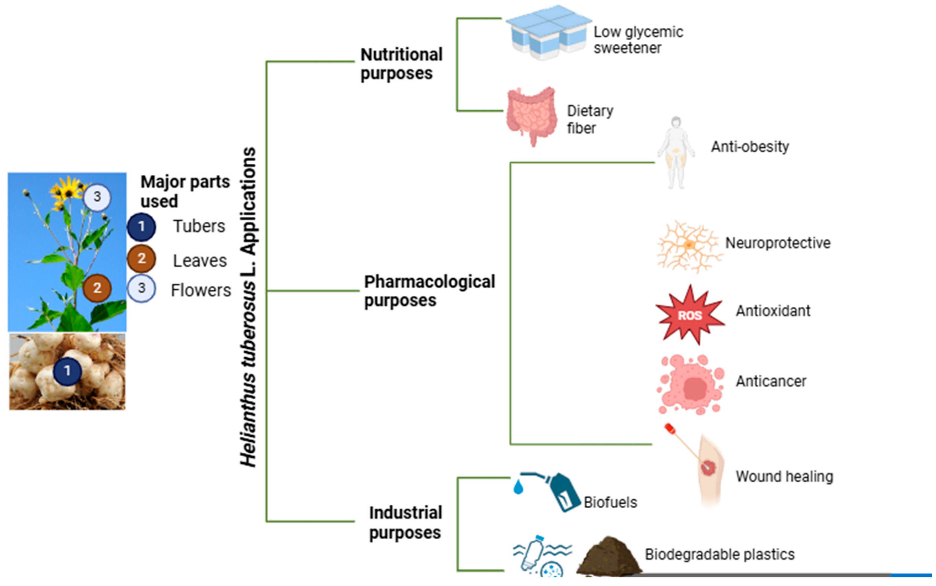 Pharmaceuticals 17 01672 g003