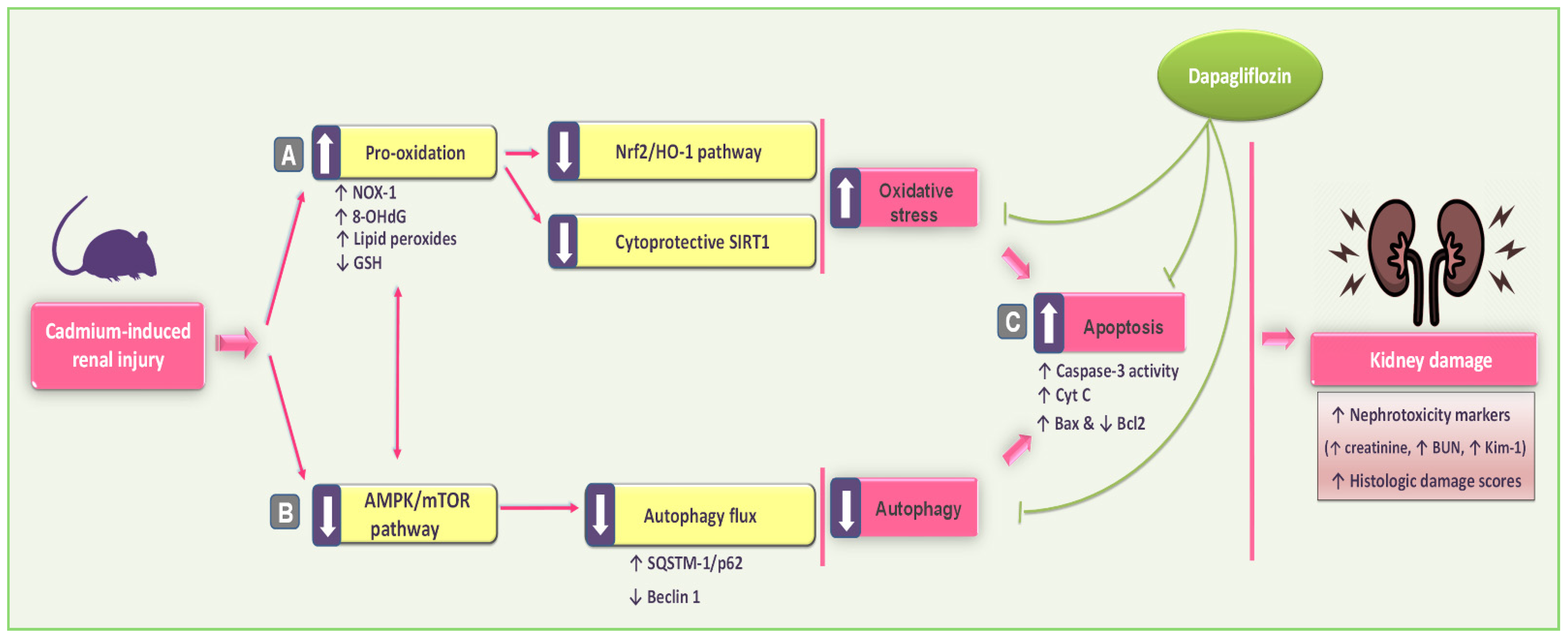 Pharmaceuticals 17 01690 g010