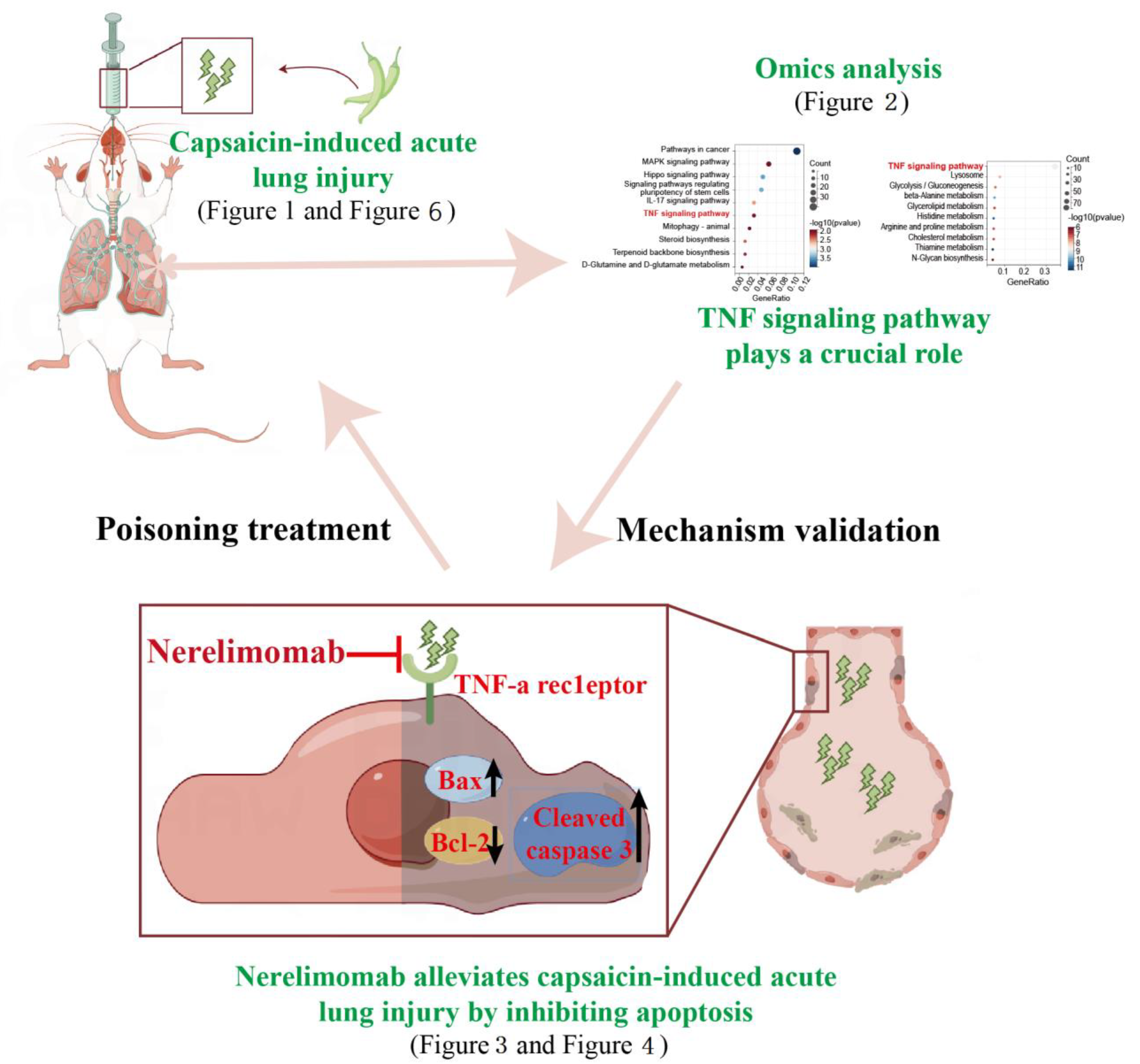 Pharmaceuticals 17 01694 g005