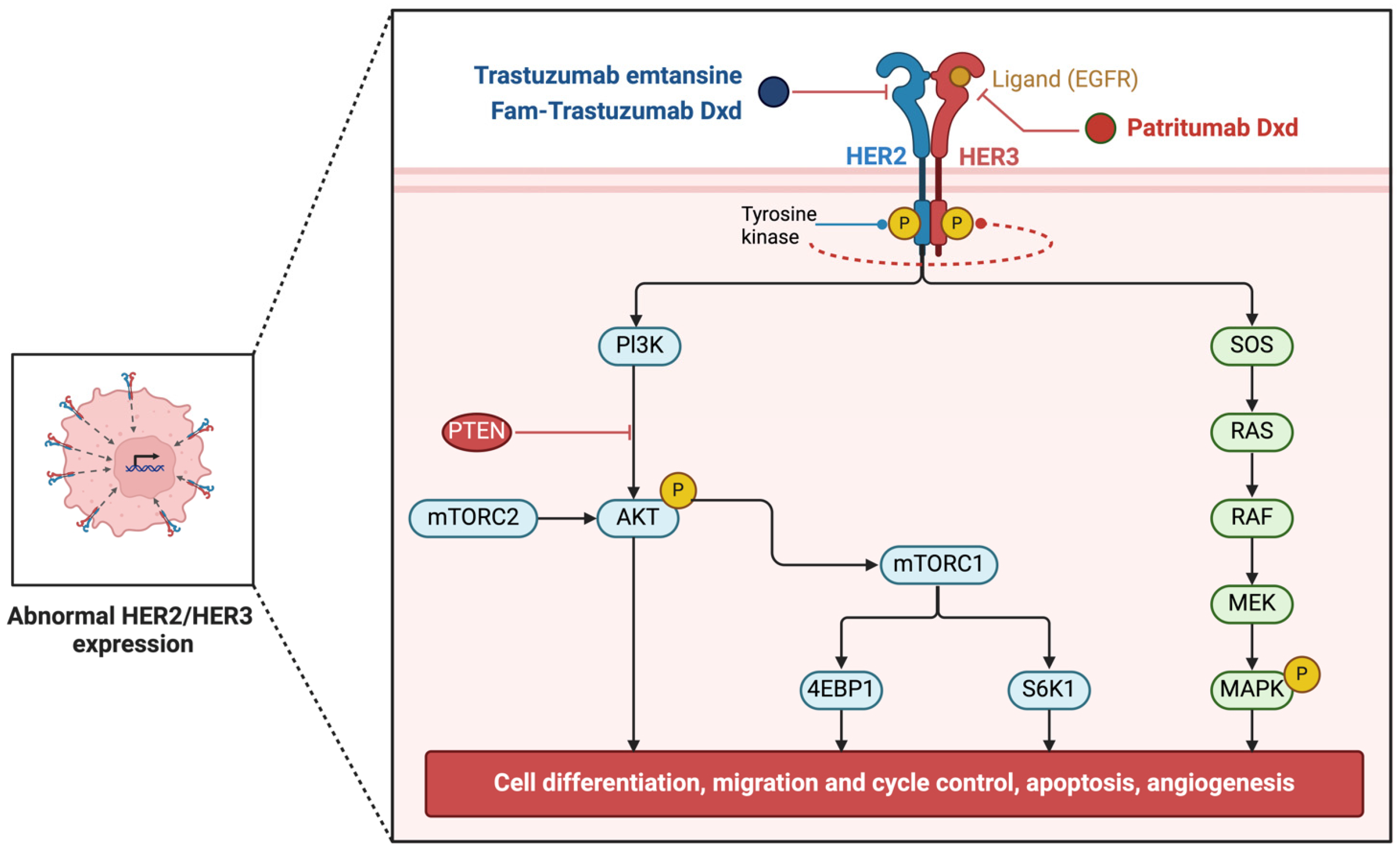 Pharmaceuticals 17 01701 g010