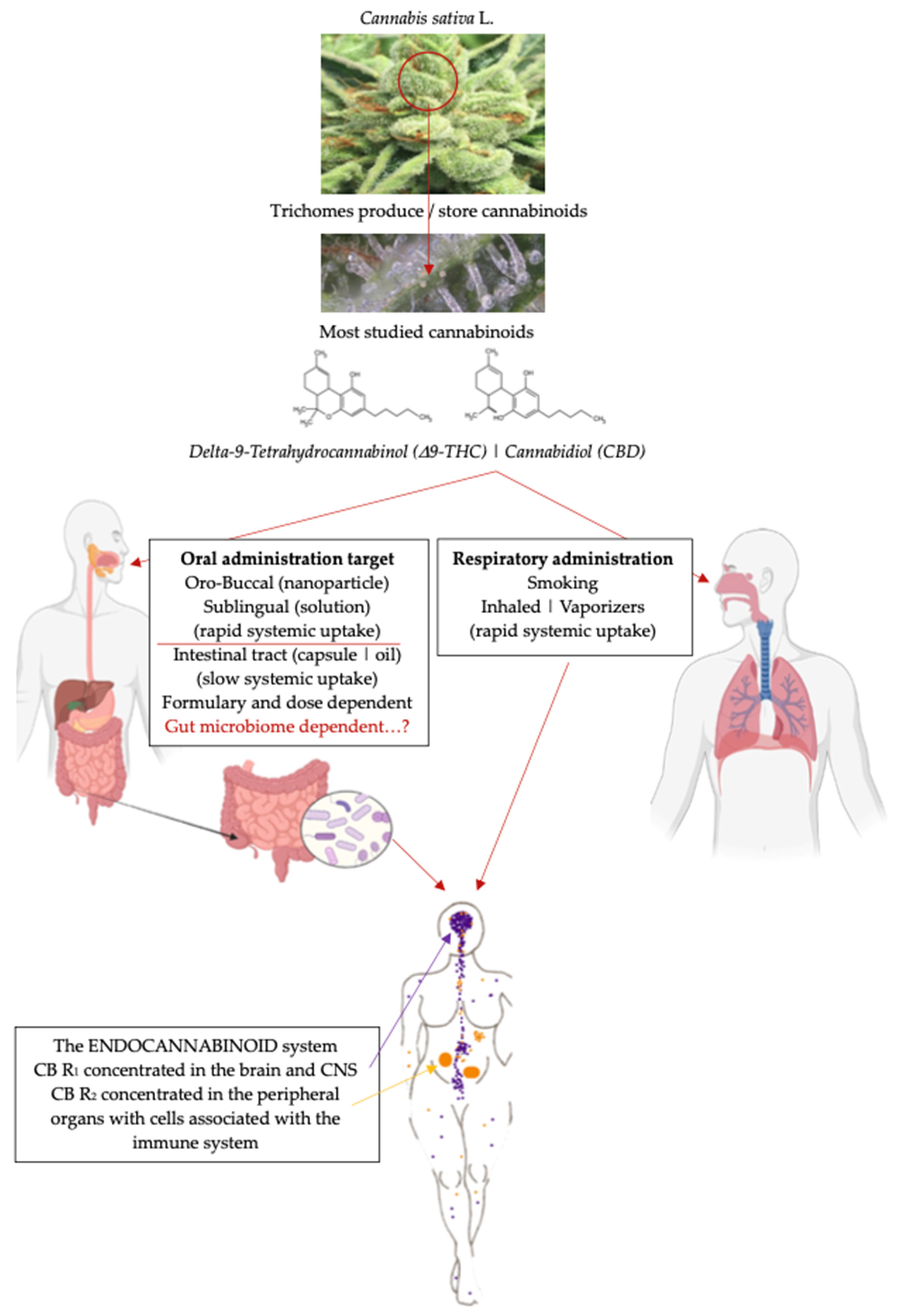Pharmaceuticals 17 01702 g001