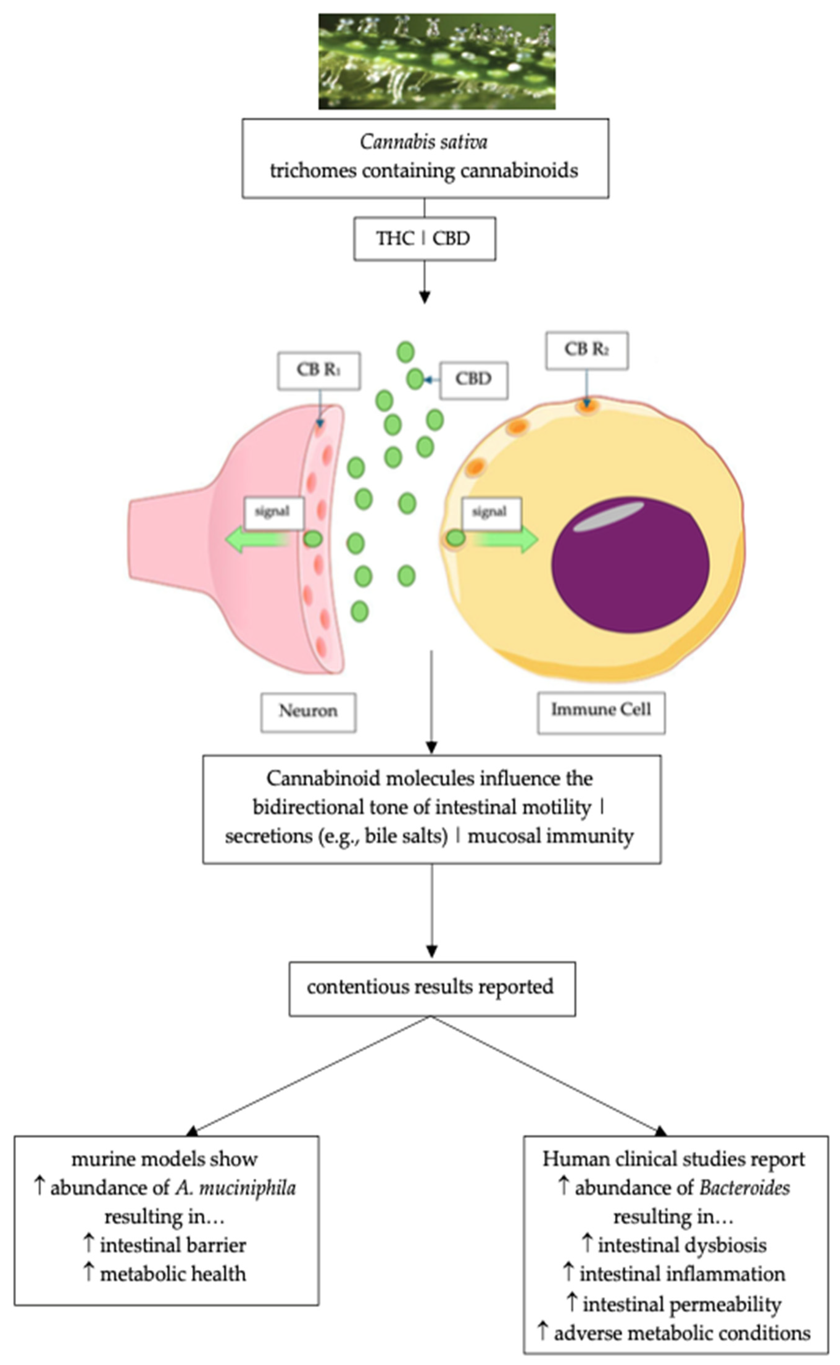 Pharmaceuticals 17 01702 g002