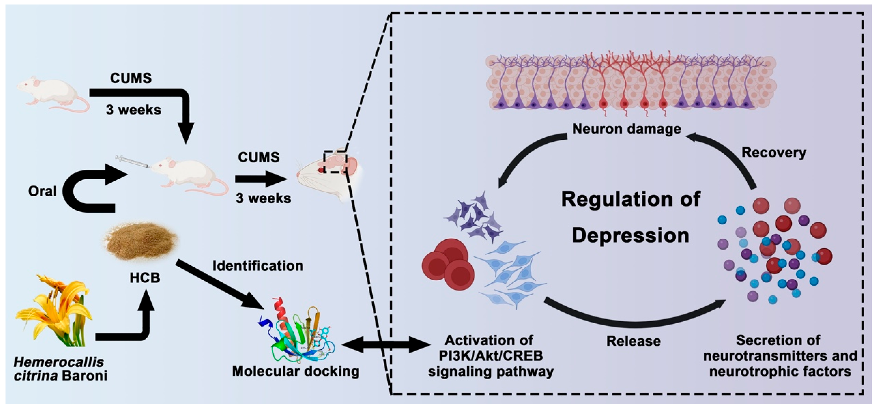 Revealing the Mechanism of Hemerocallis citrina Baroni in