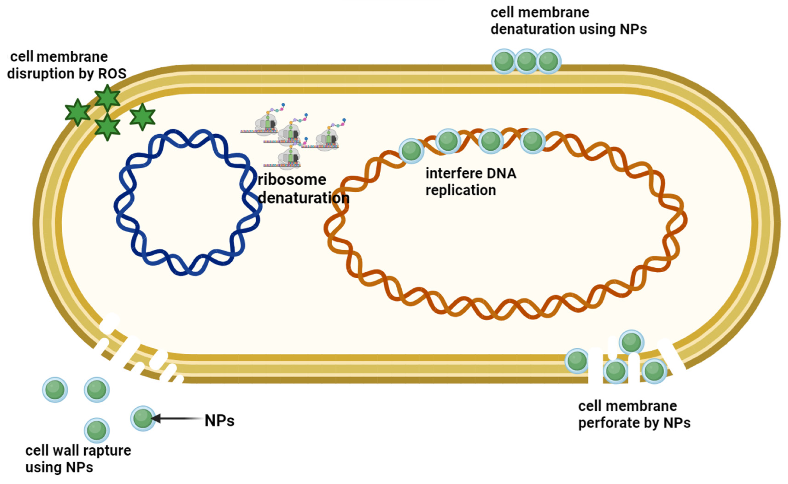 Pharmaceuticals 17 01711 g004