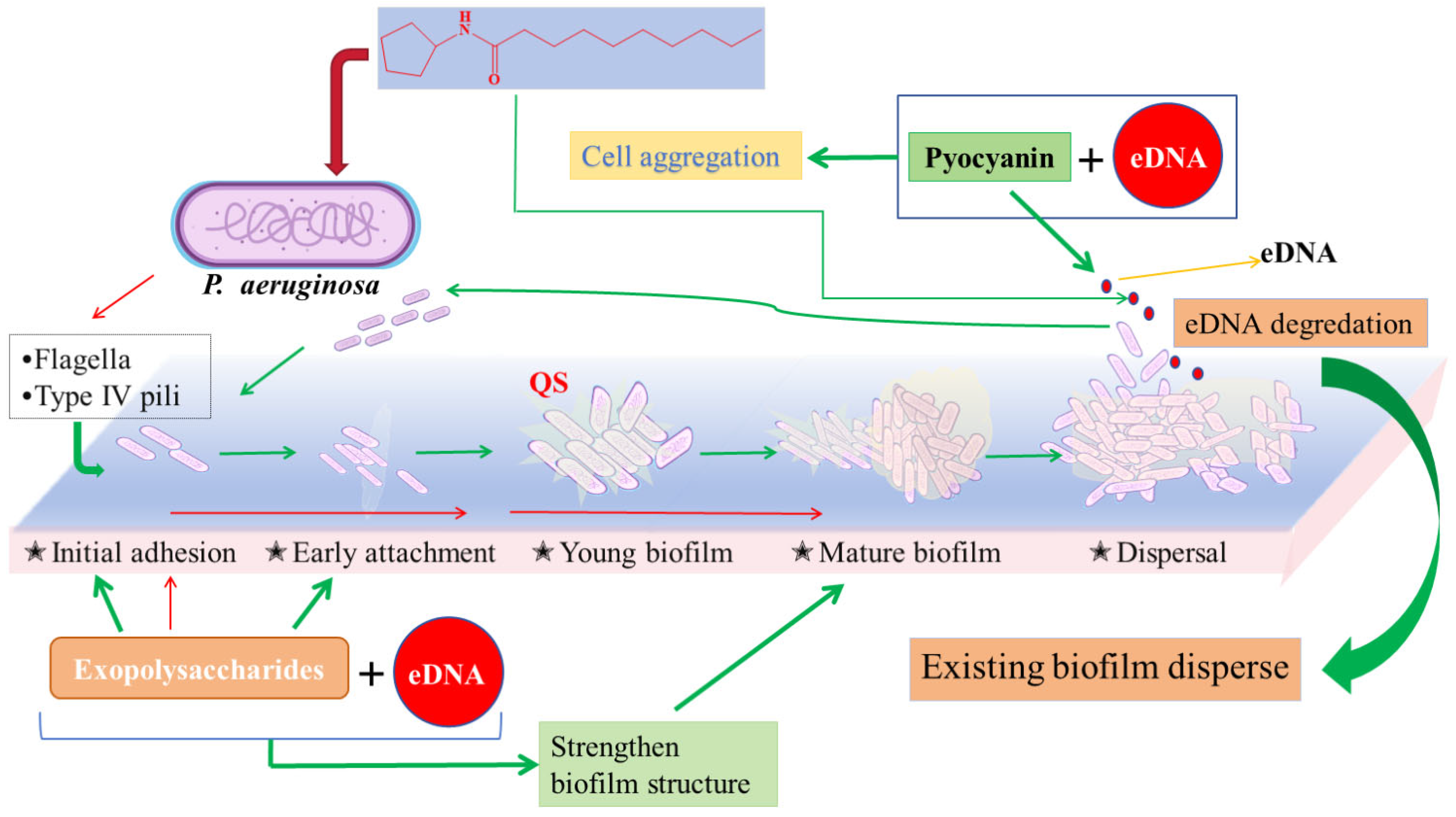 Pharmaceuticals 17 01719 g009