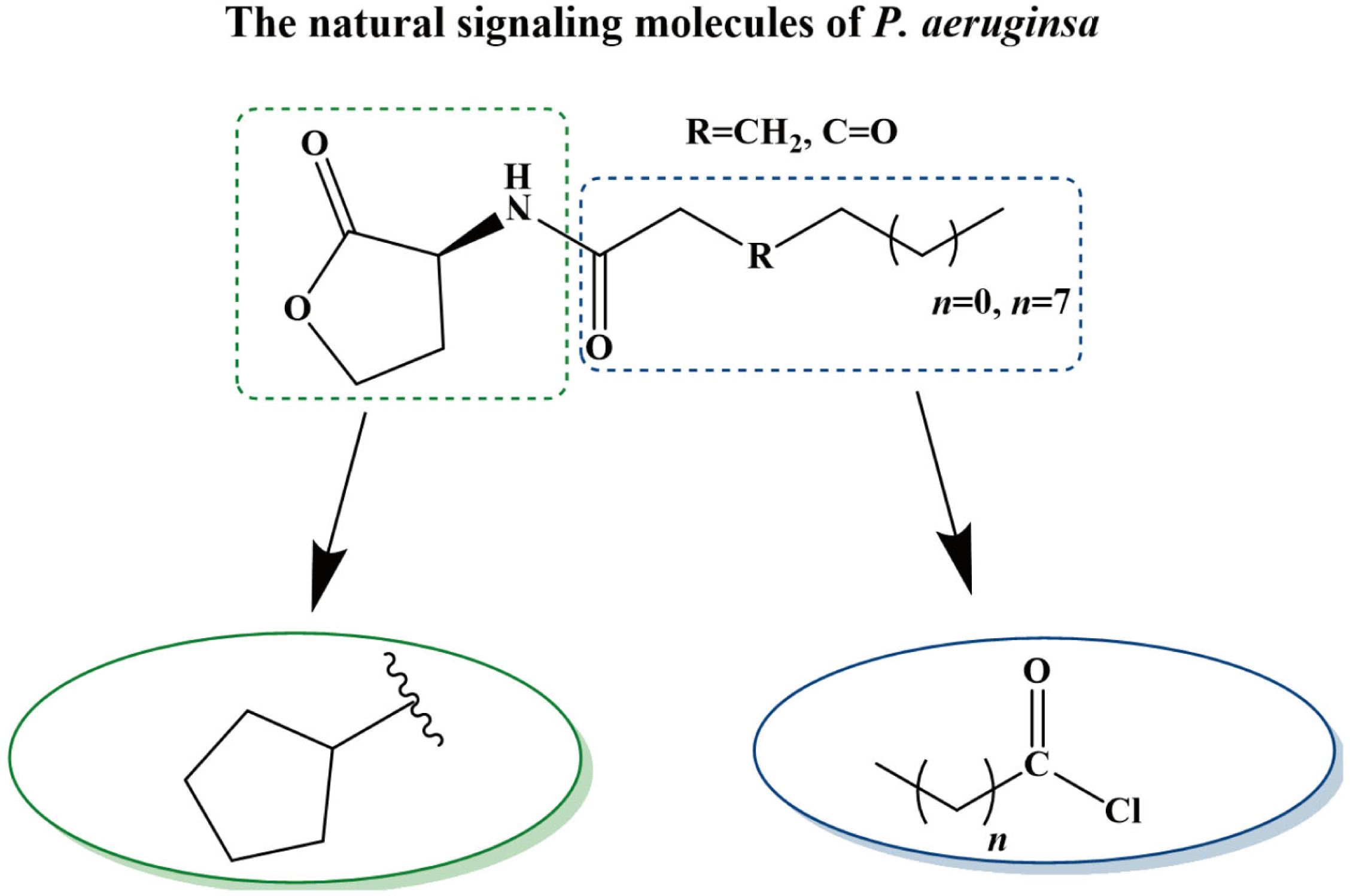 Pharmaceuticals 17 01719 g010