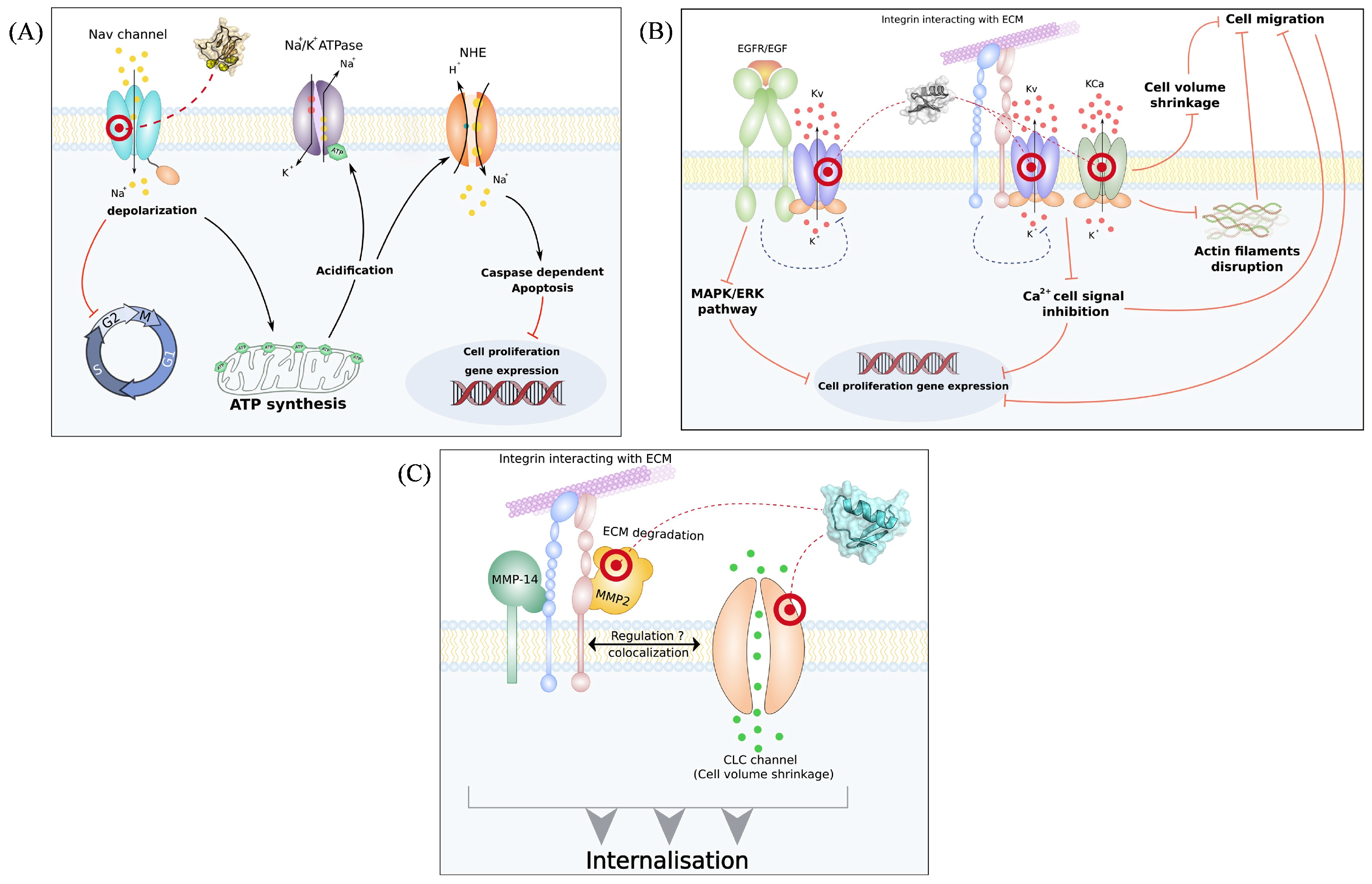 Pharmaceuticals 17 01735 g001 Pharmaceuticals 17 01735 g001