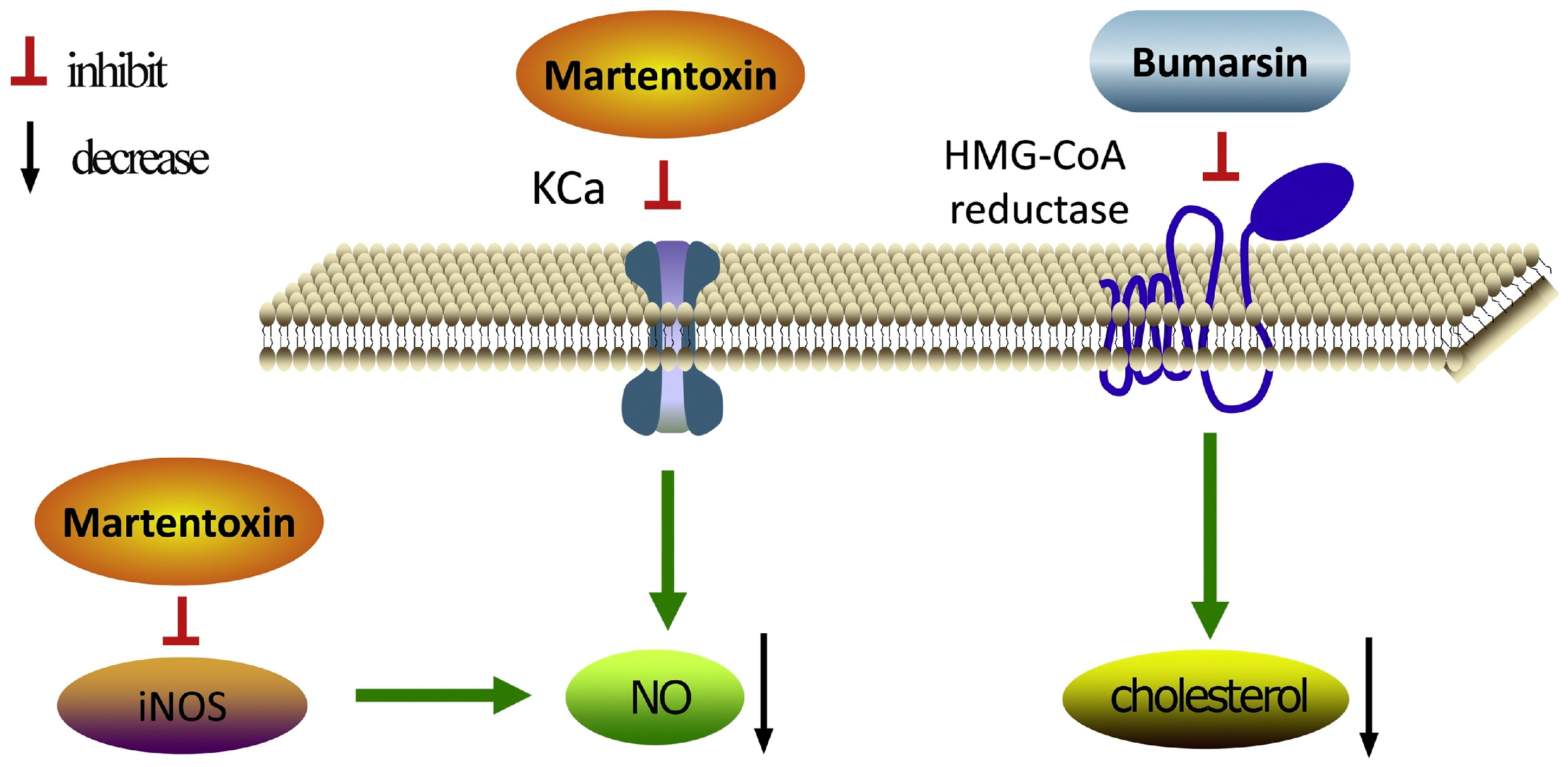 Pharmaceuticals 17 01735 g006 Pharmaceuticals 17 01735 g006