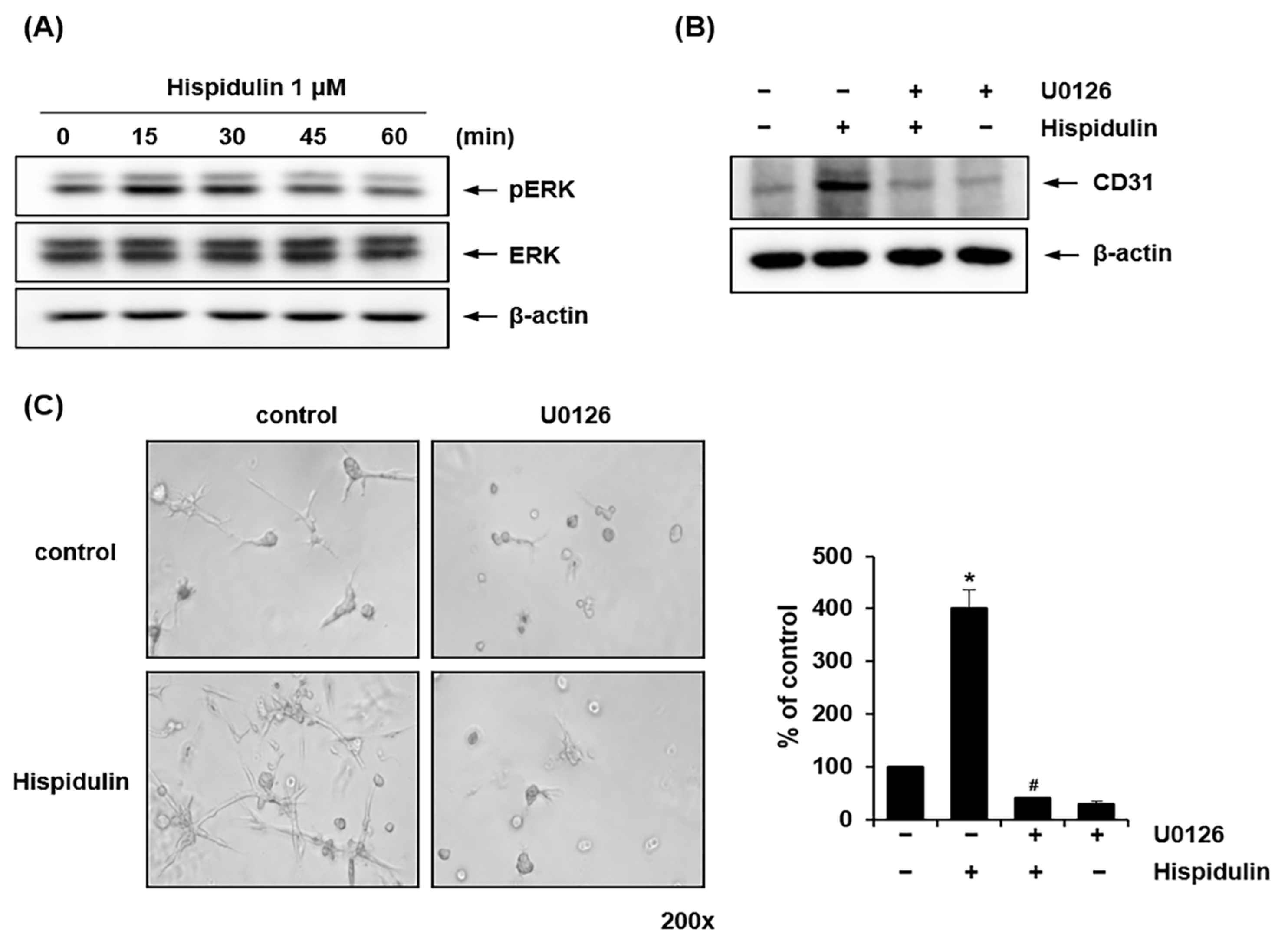 Pharmaceuticals 17 01740 g004