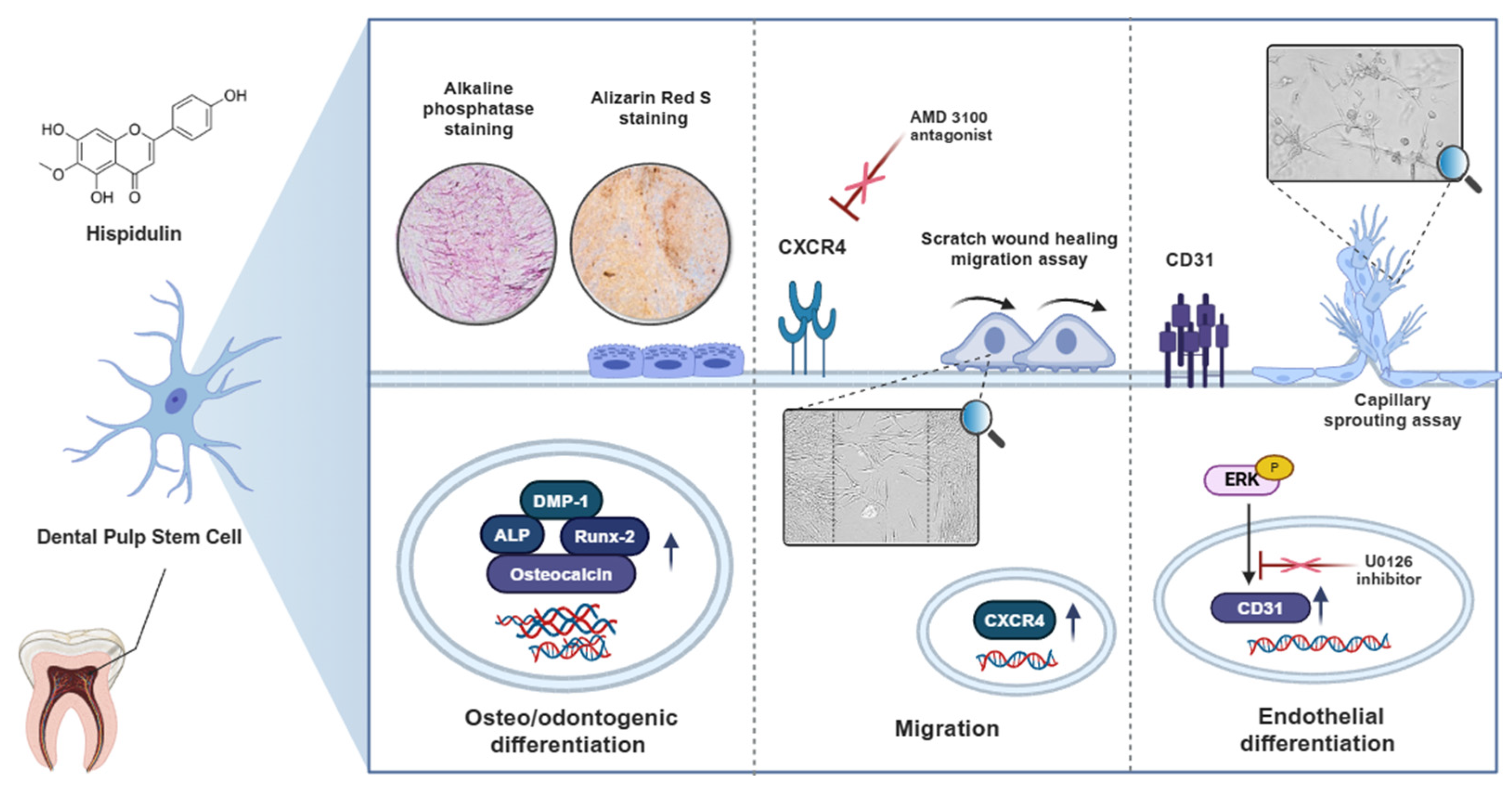 Pharmaceuticals 17 01740 g005