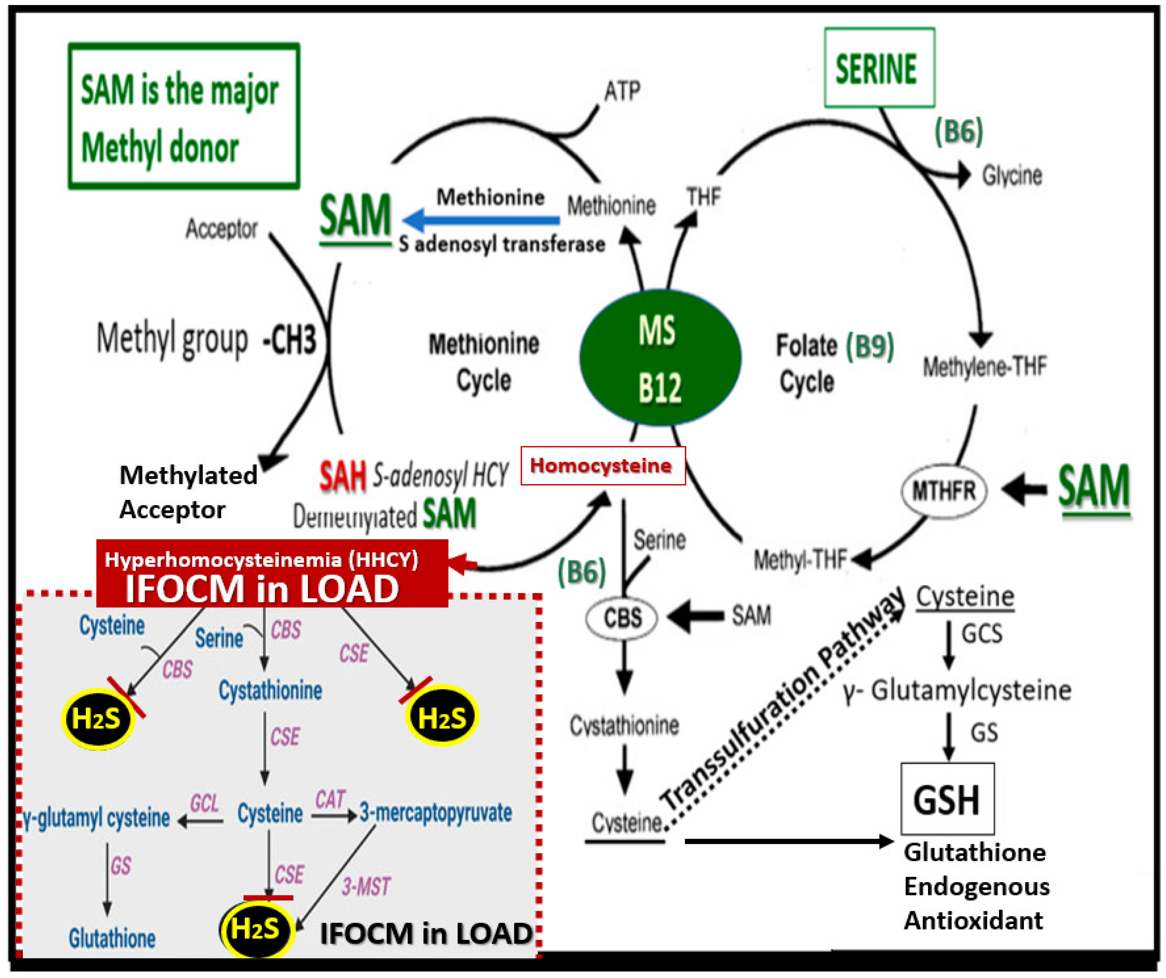 Pharmaceuticals 17 01741 g005