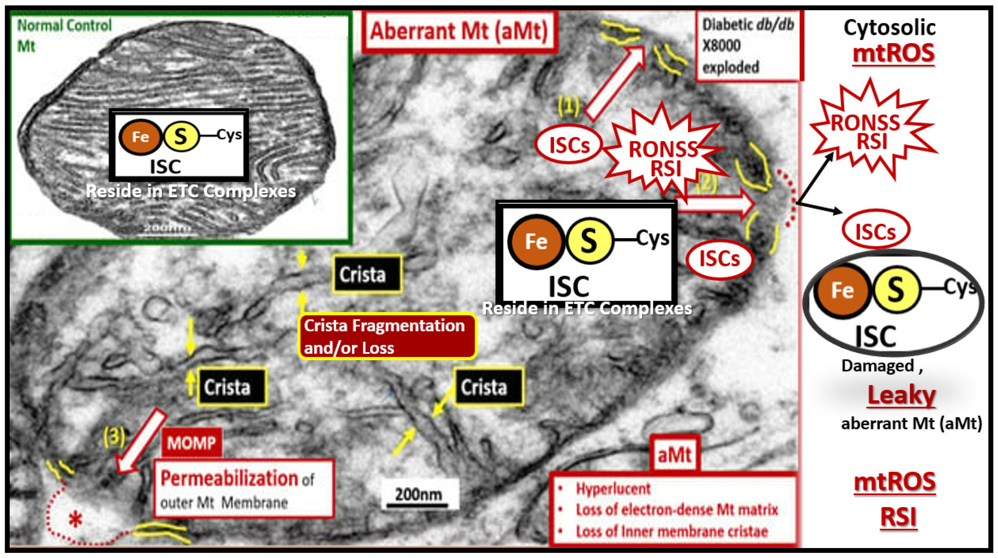 Pharmaceuticals 17 01741 g007