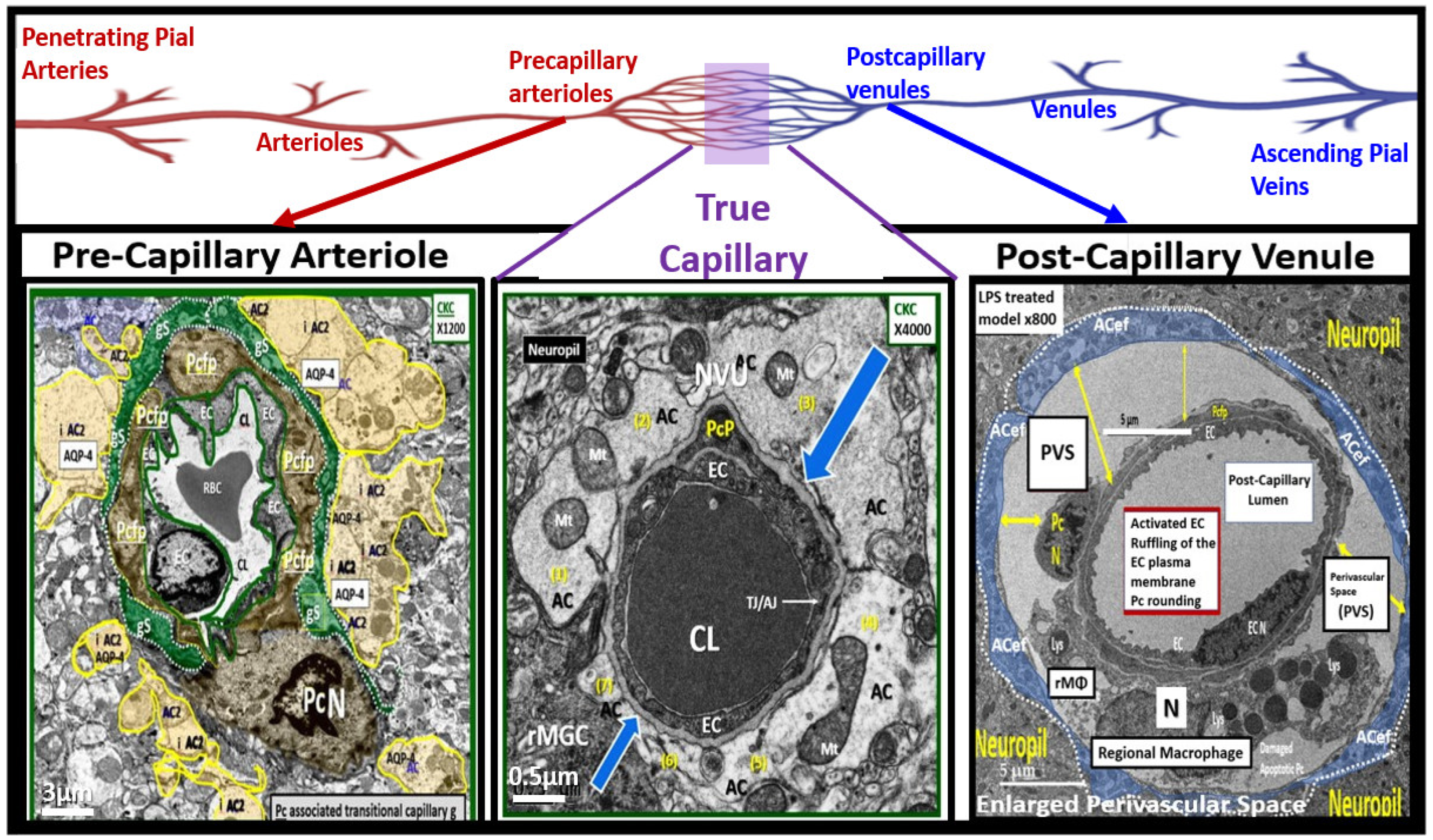 Pharmaceuticals 17 01741 g011