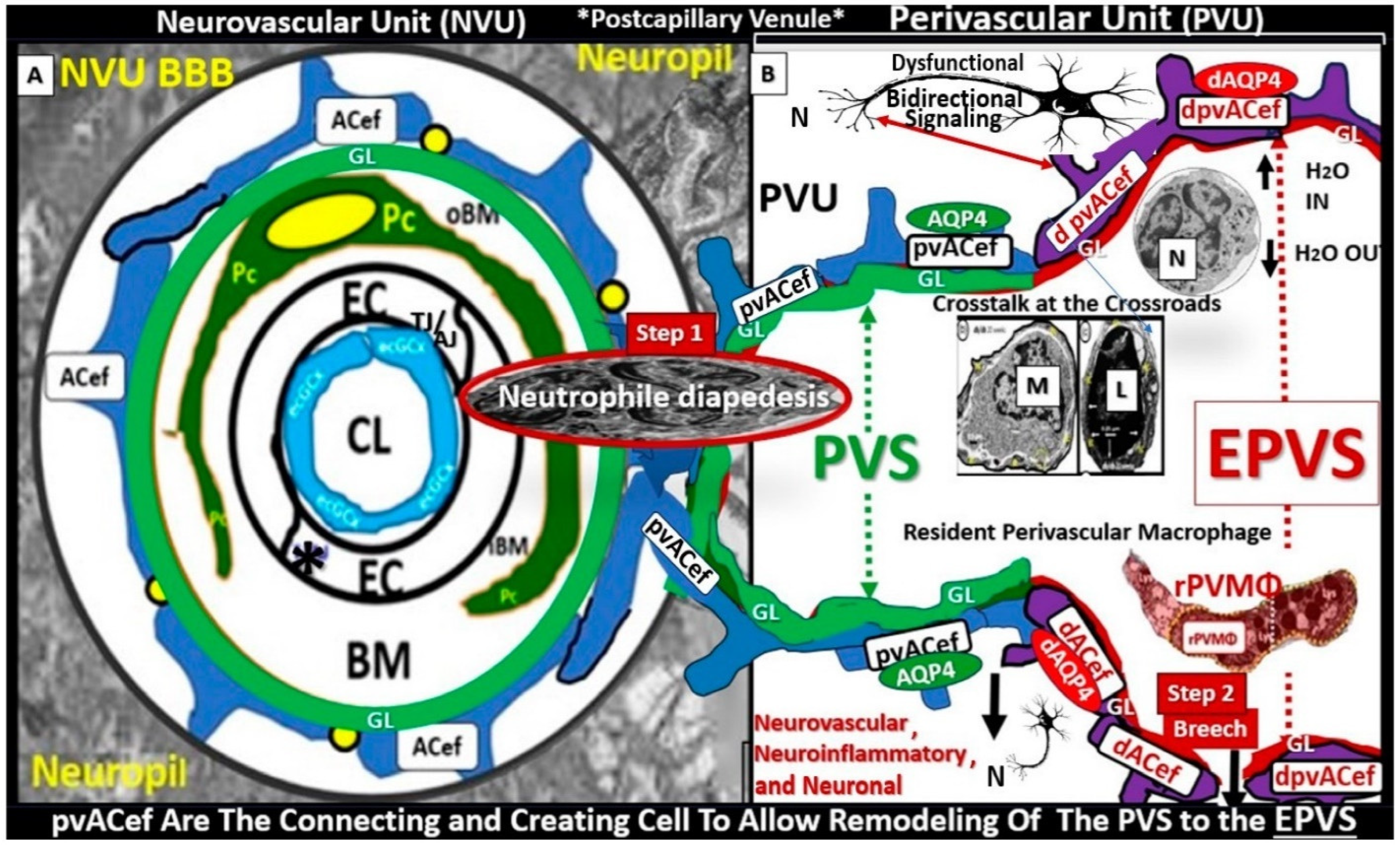 Pharmaceuticals 17 01741 g012