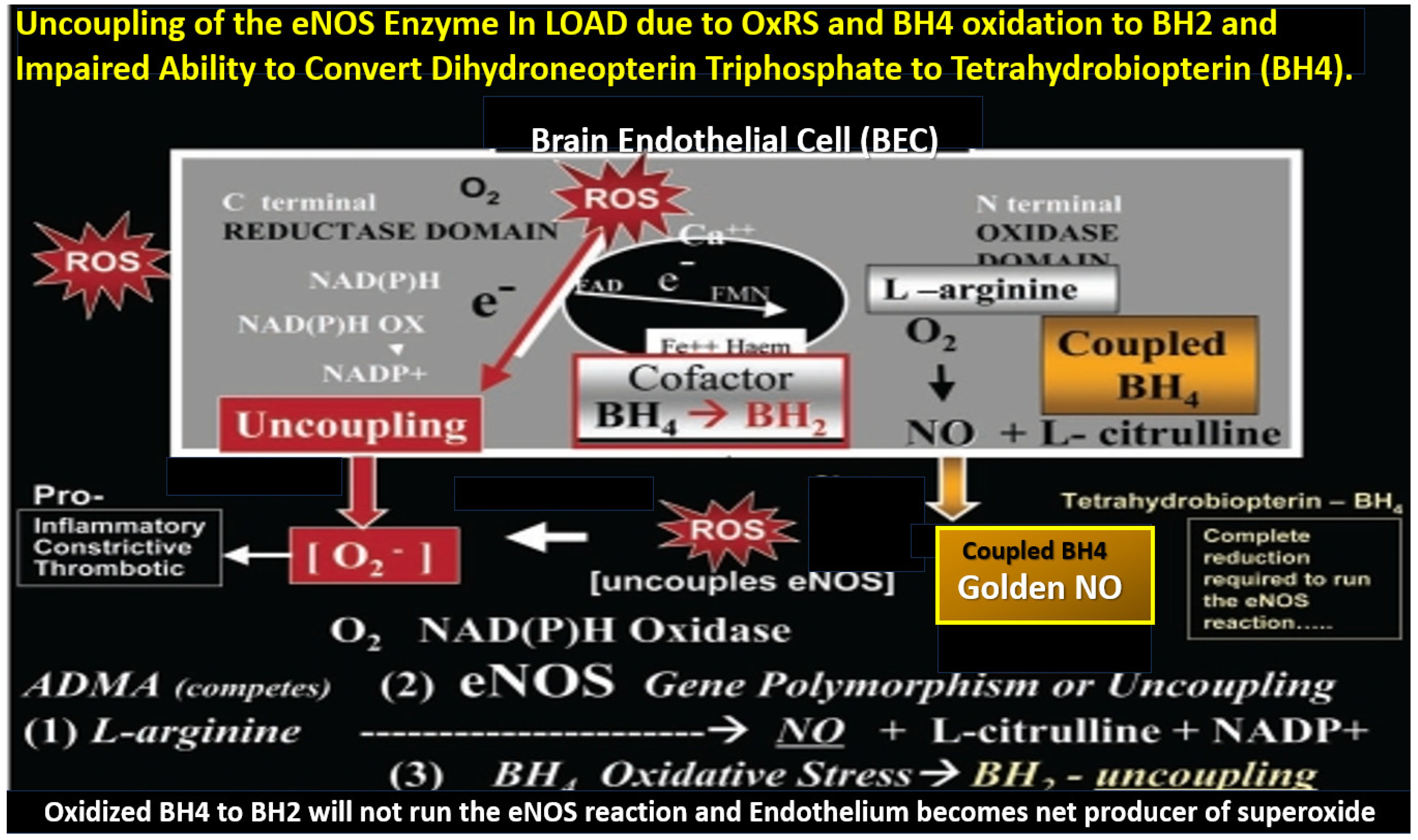 Pharmaceuticals 17 01741 g013