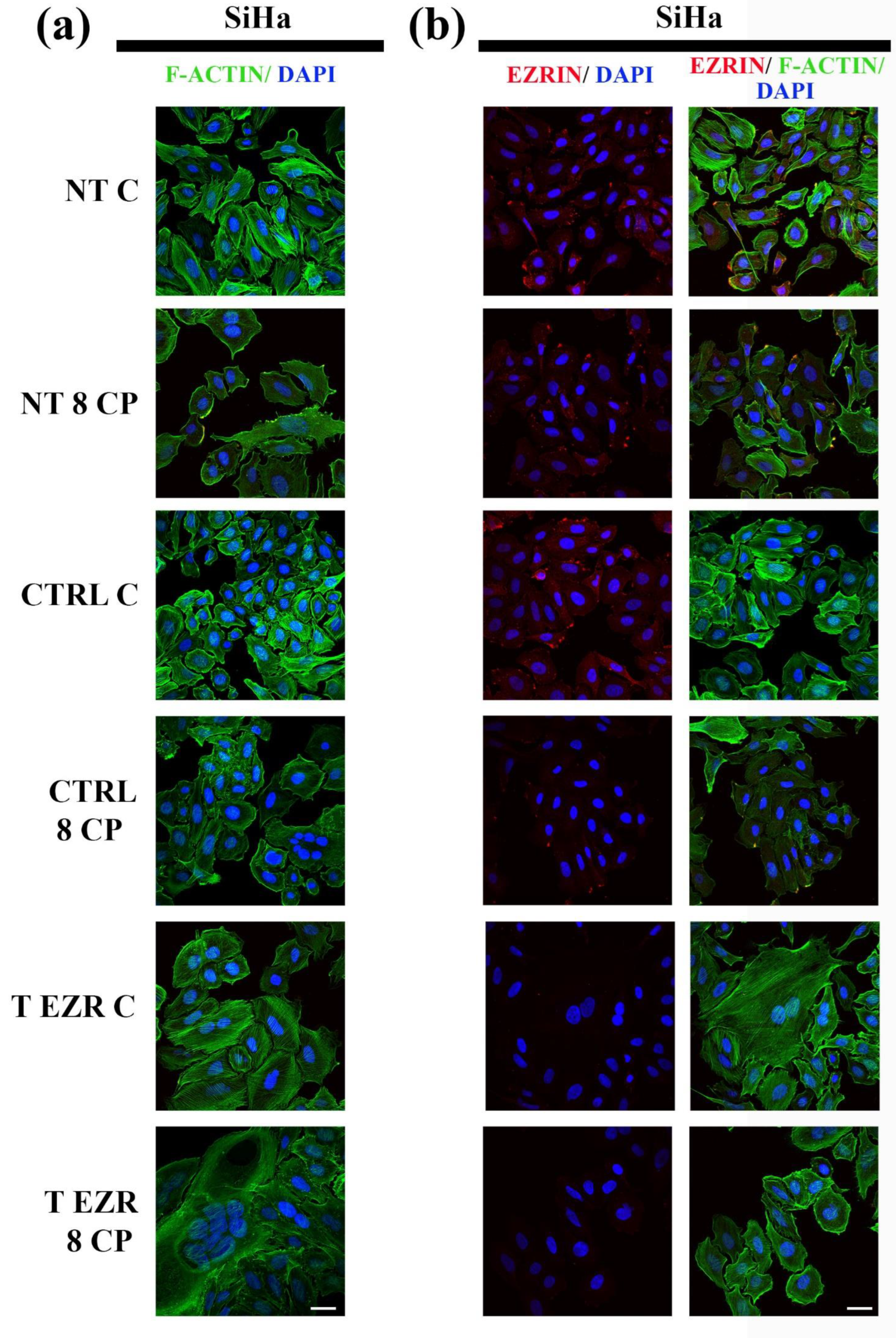 Pharmaceuticals 18 00003 g008