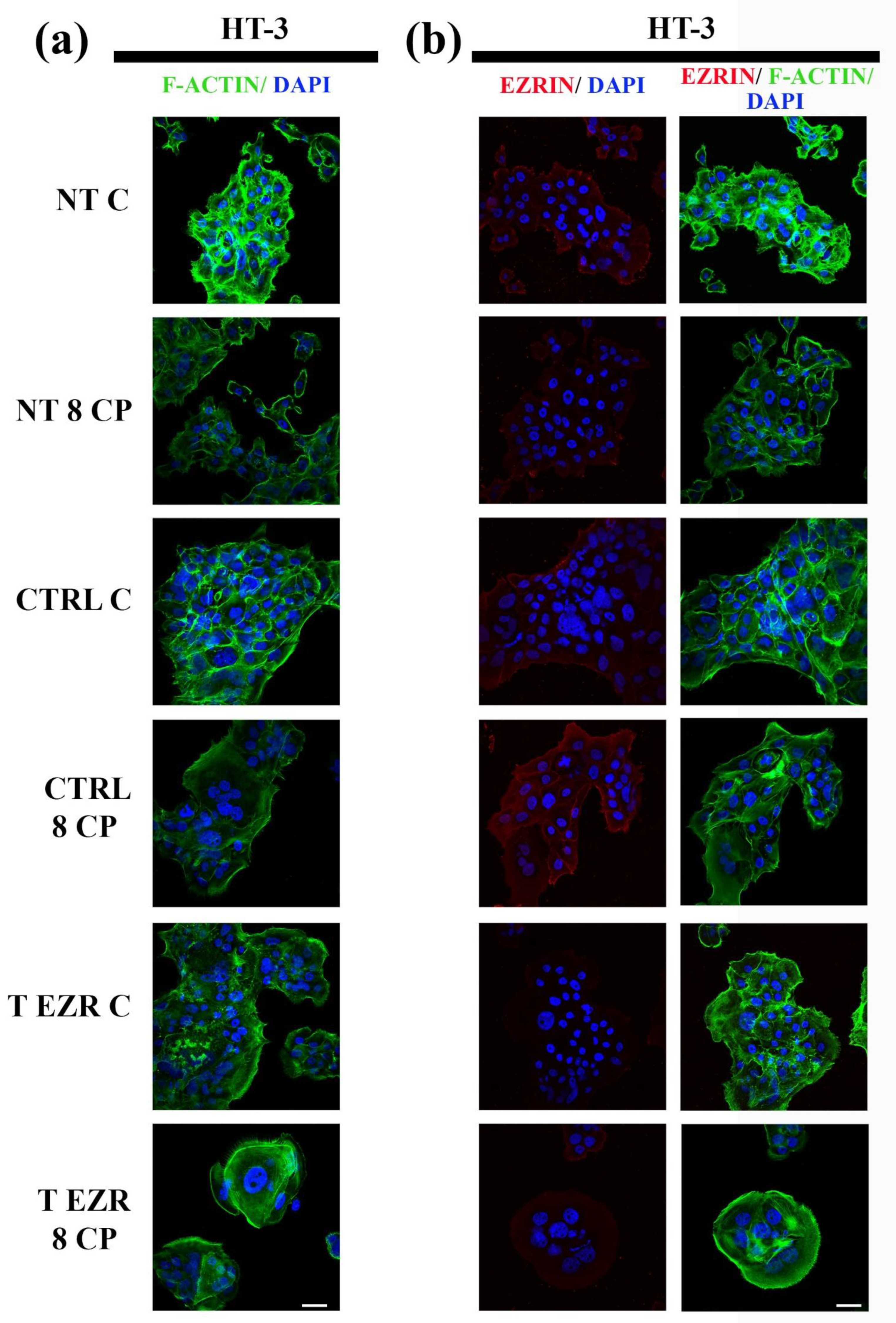 Pharmaceuticals 18 00003 g009