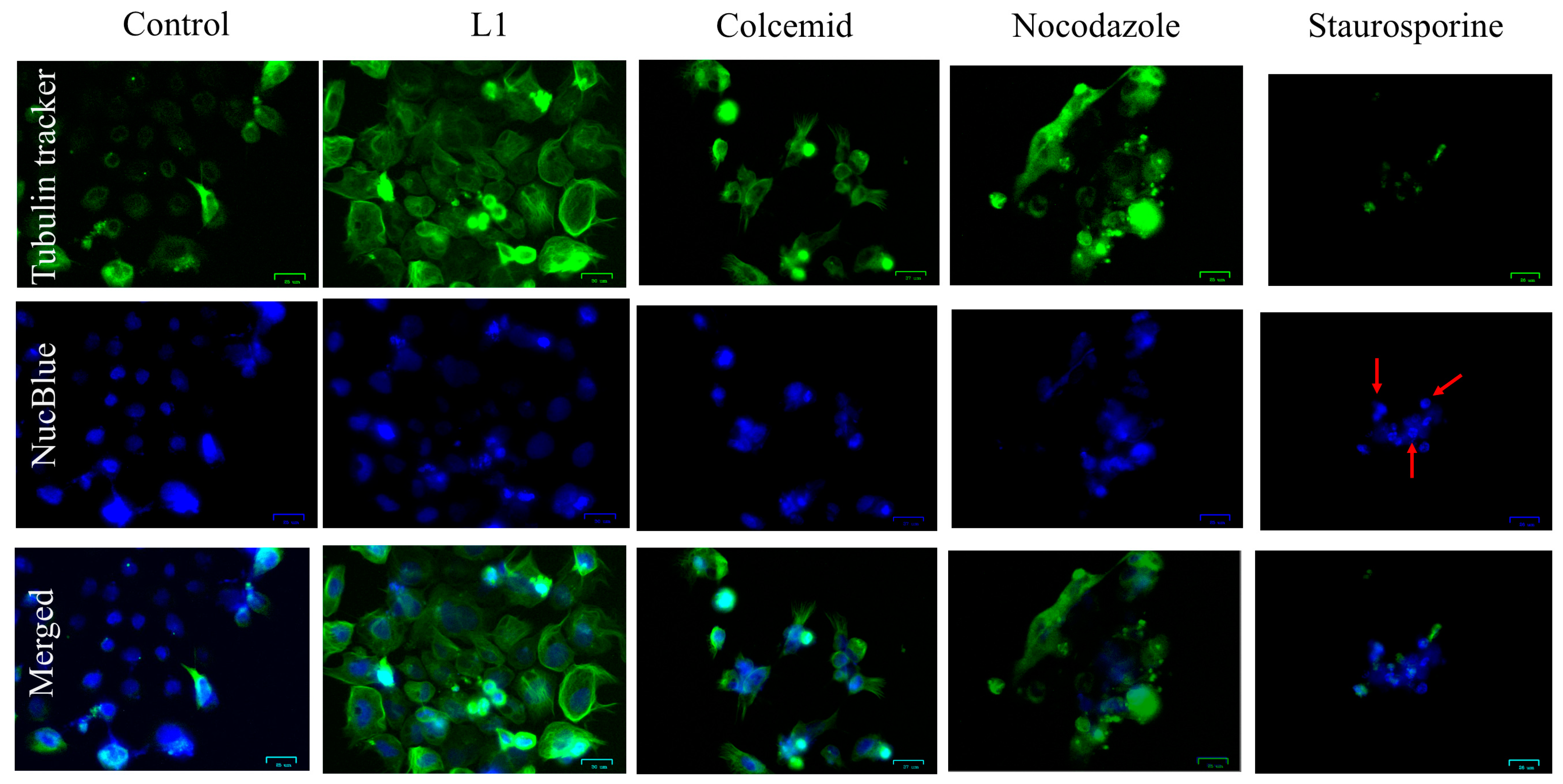 Pharmaceuticals 18 00011 g002 Pharmaceuticals 18 00011 g002