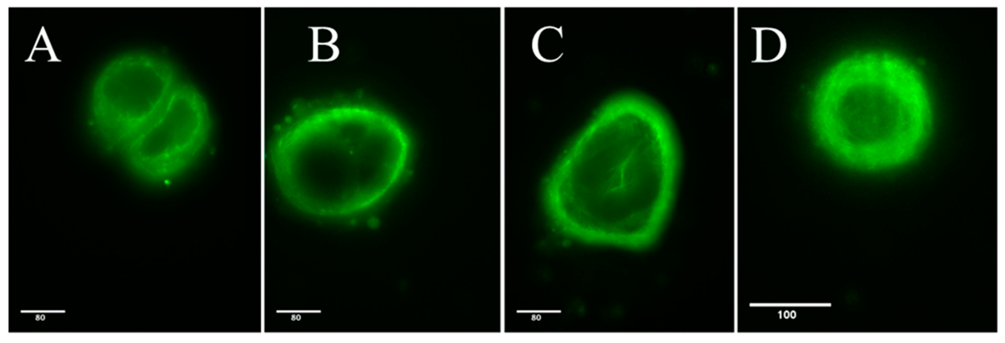 Pharmaceuticals 18 00011 g003 Pharmaceuticals 18 00011 g003