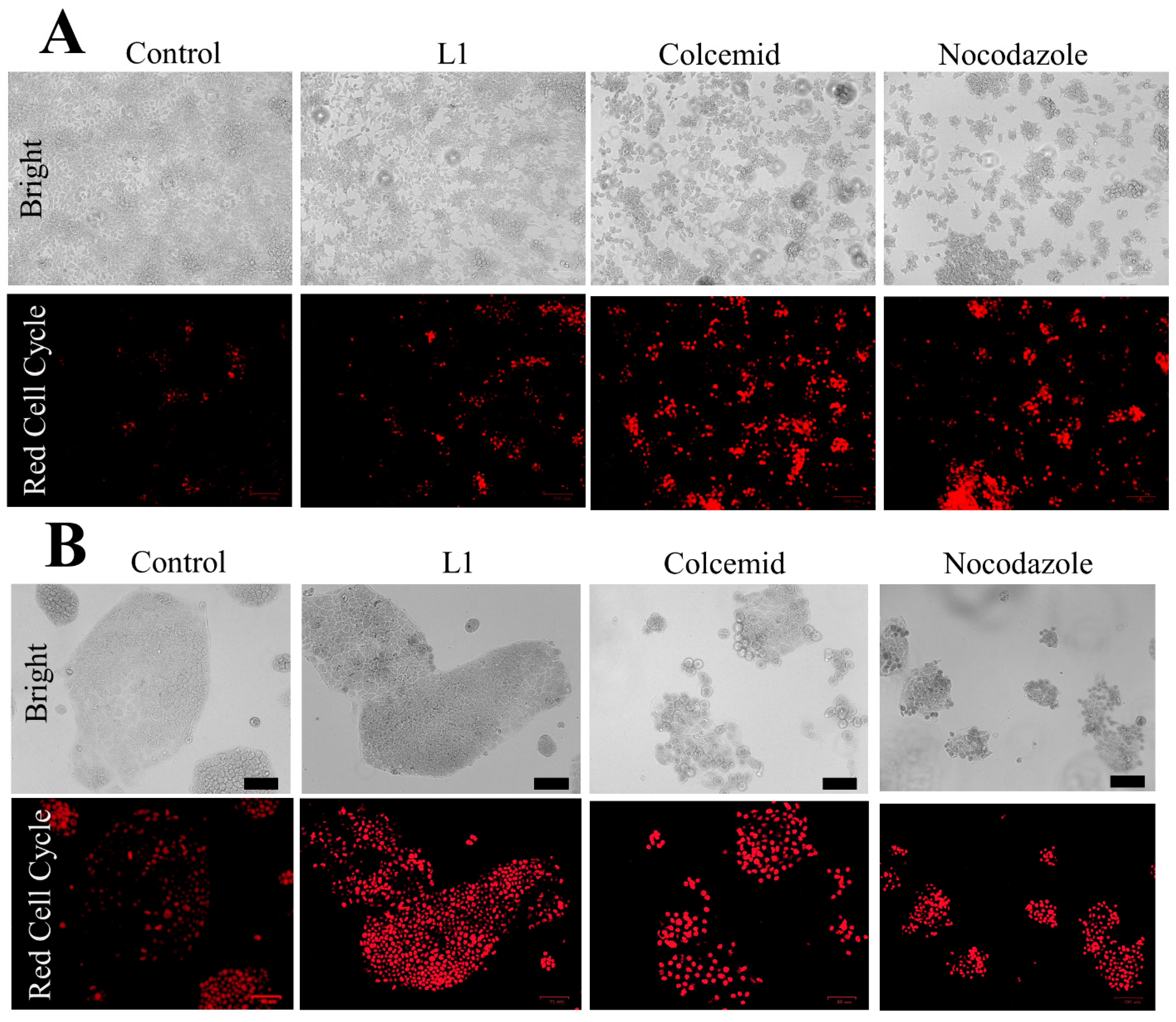 Pharmaceuticals 18 00011 g013 Pharmaceuticals 18 00011 g013
